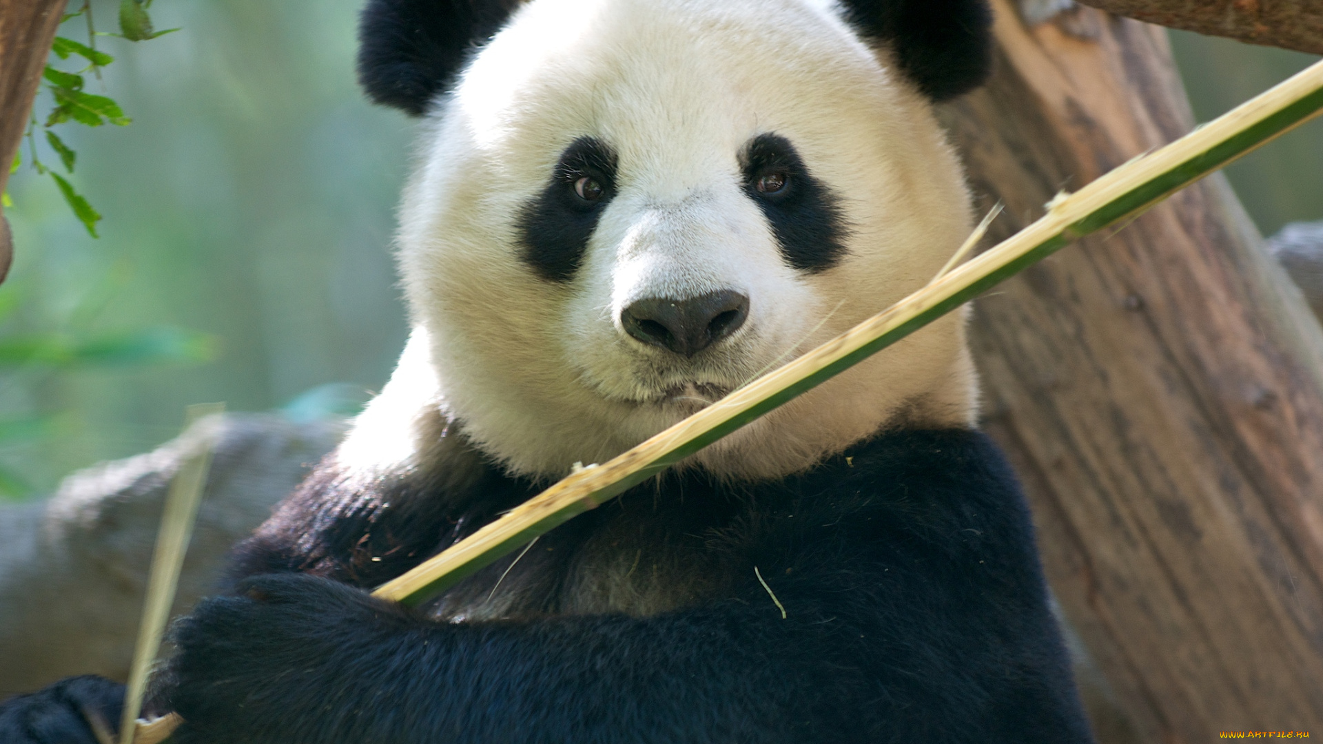 животные, панды, мишка