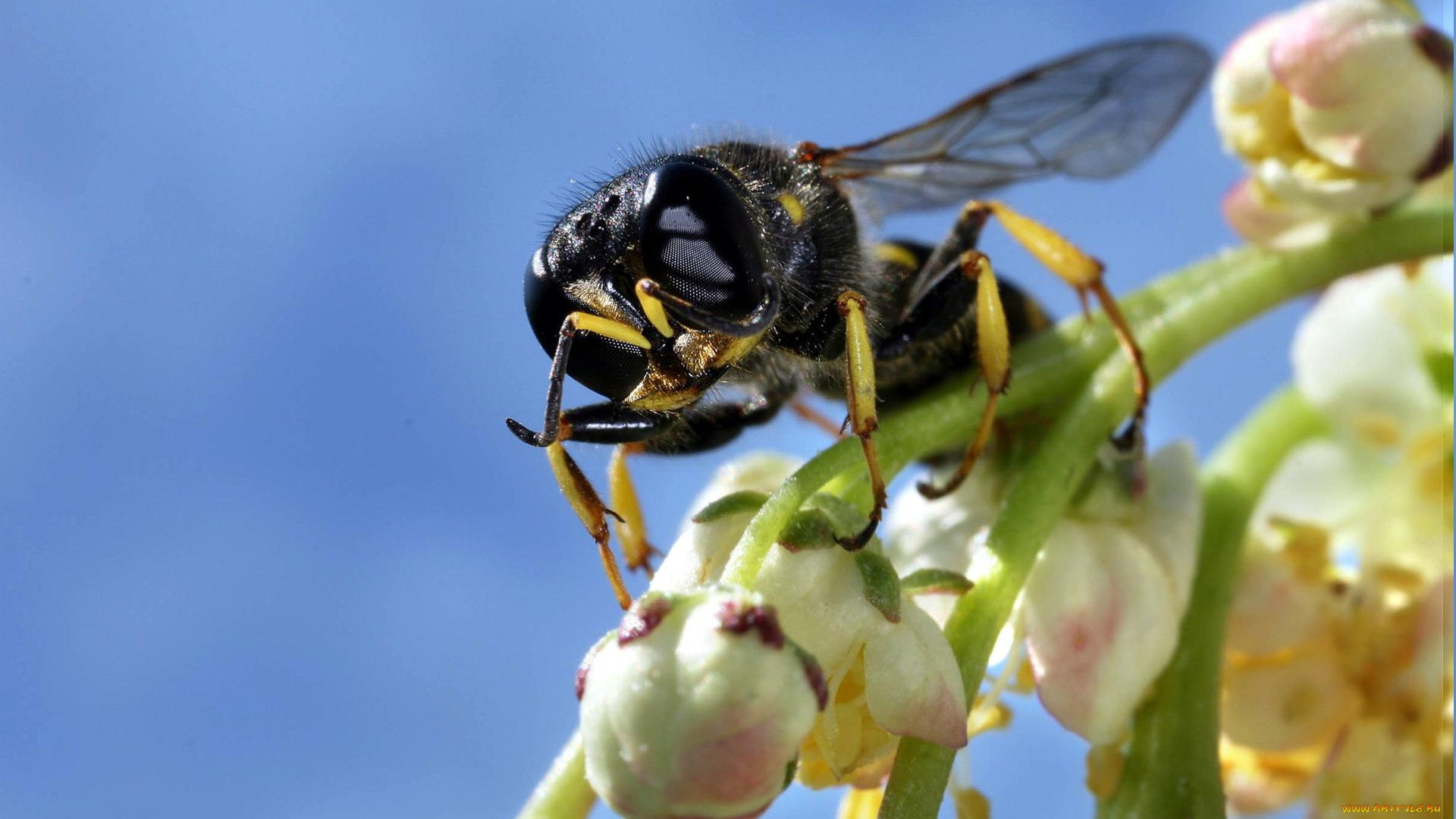 животные, пчелы, осы, шмели, цветок, насекомое, оса