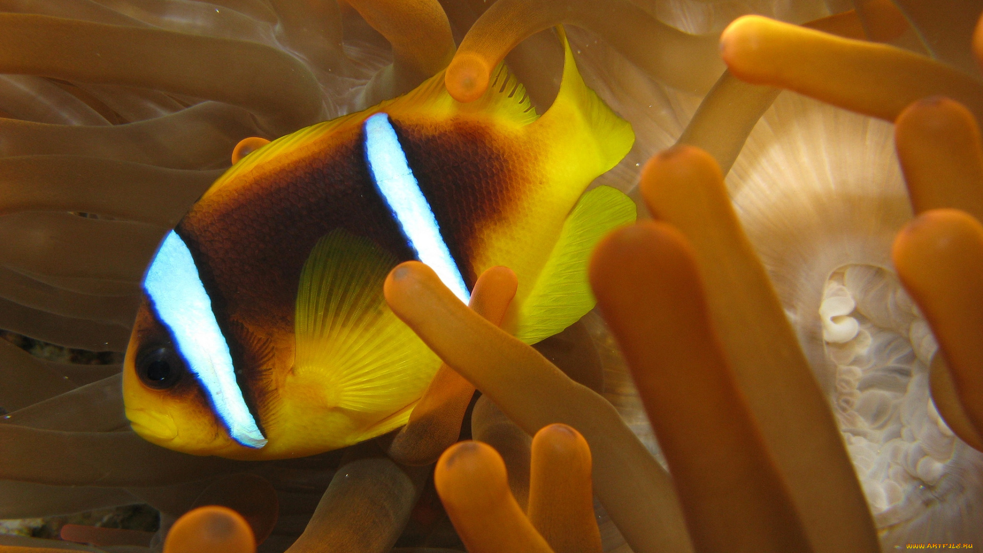 животные, рыбы, яркий, плавники