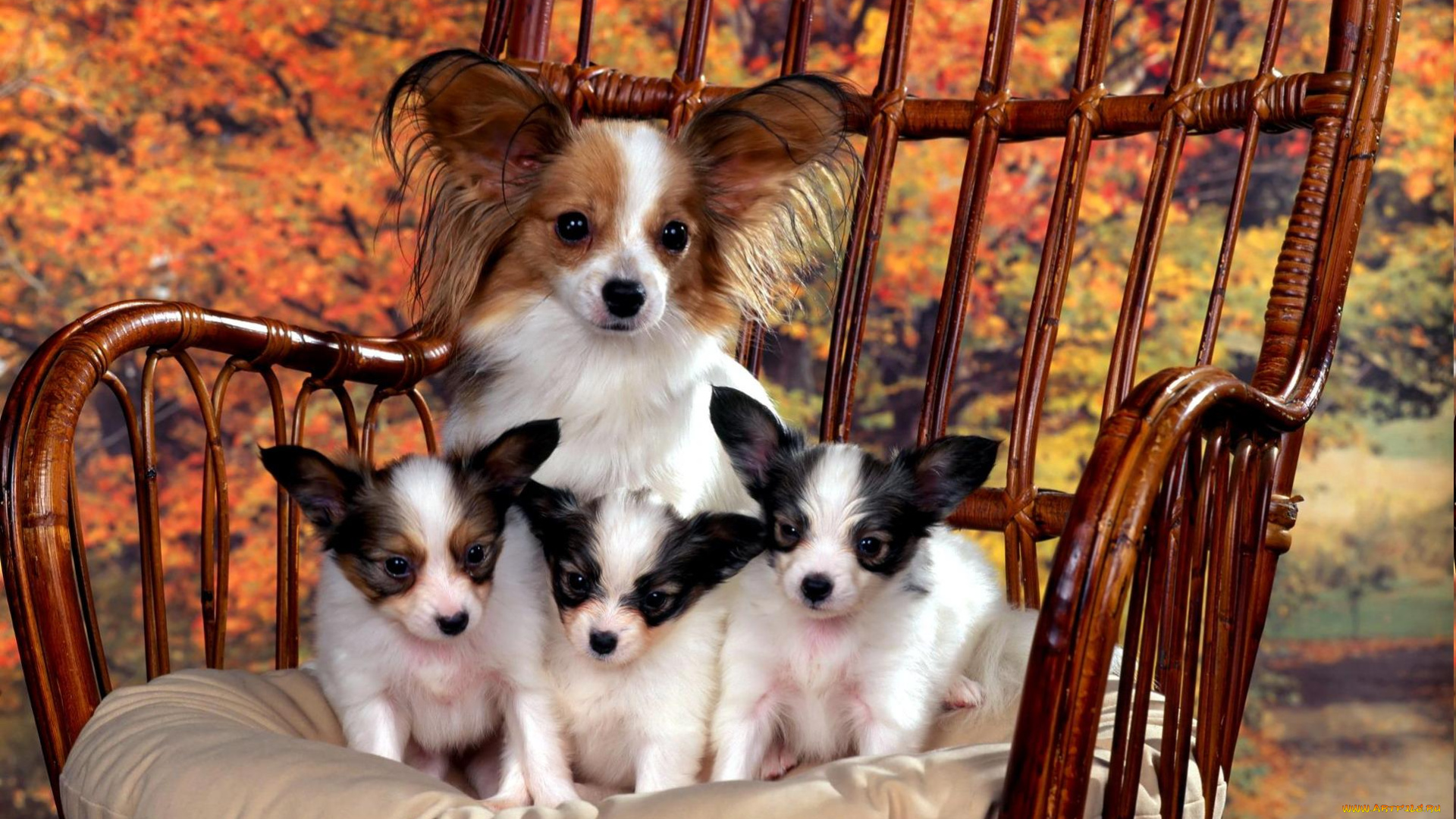животные, собаки, осень, кресло, щенки