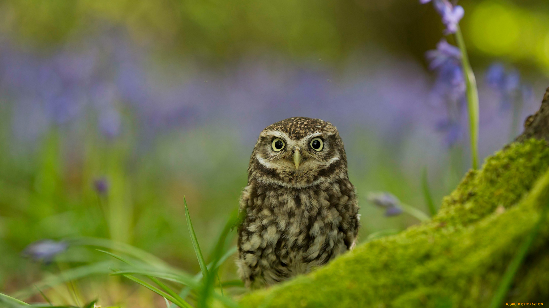 животные, совы, домовой, сыч