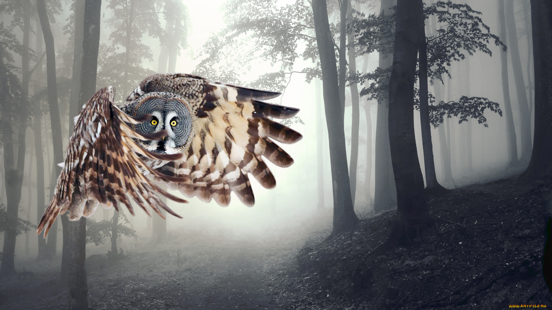 животные, совы, сова, лес, крылья, полет, туман, деревья