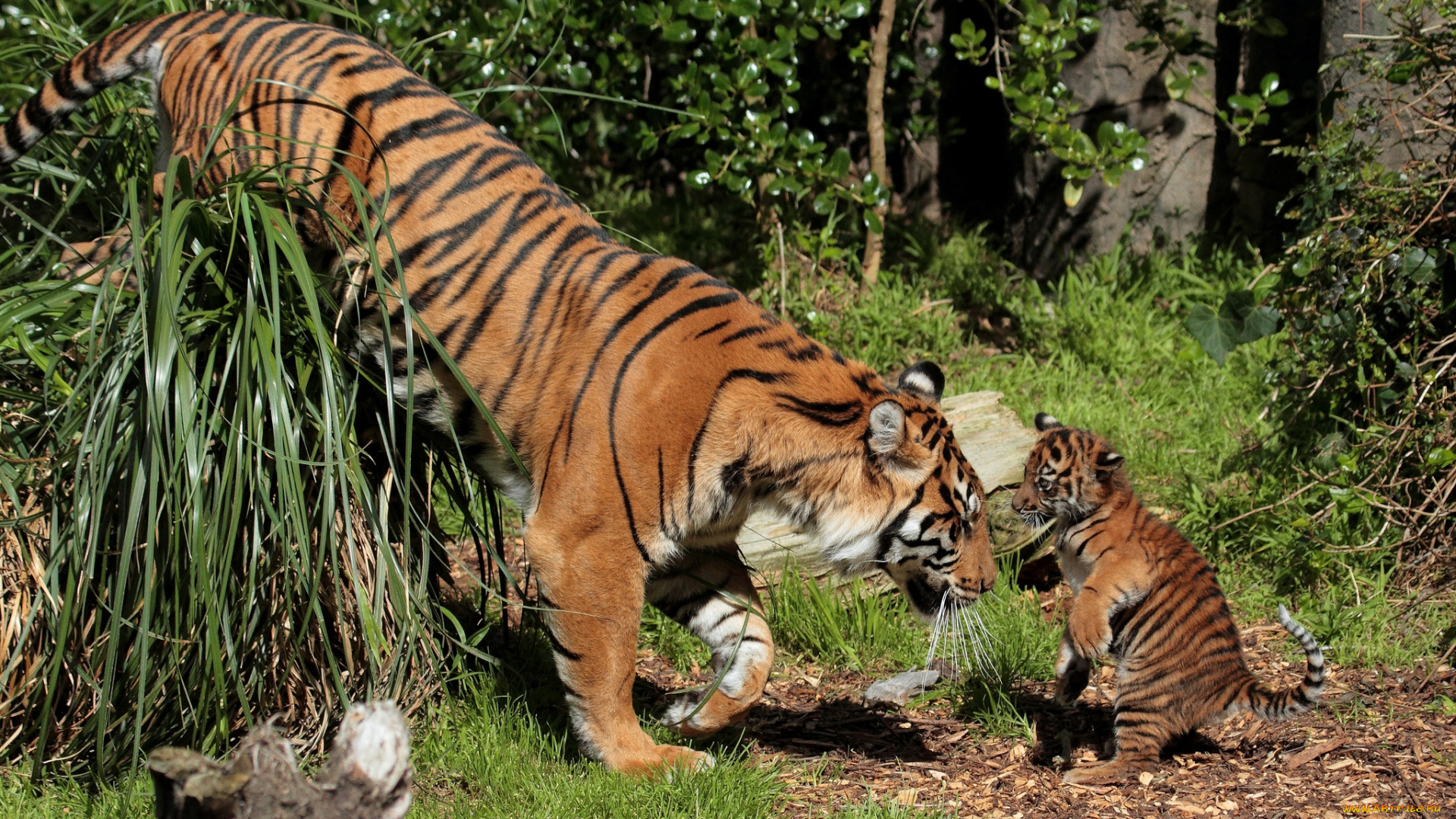 животные, тигры, малыш, игра, мама