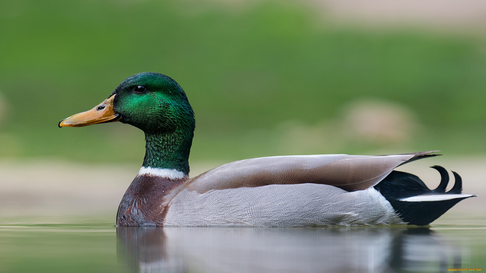 животные, утки, уточка