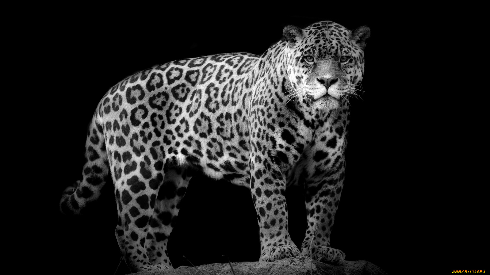 животные, Ягуары, мощь, хищник