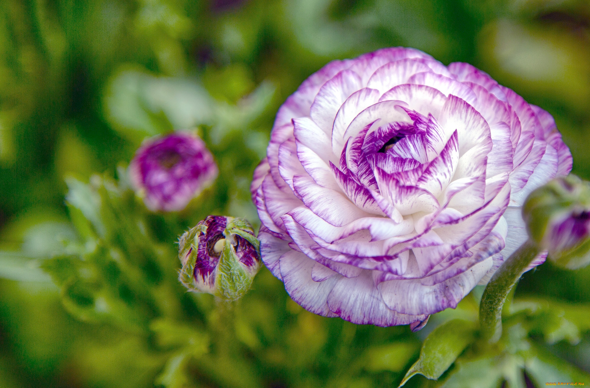 цветы, ранункулюс, азиатский, лютик, круглый