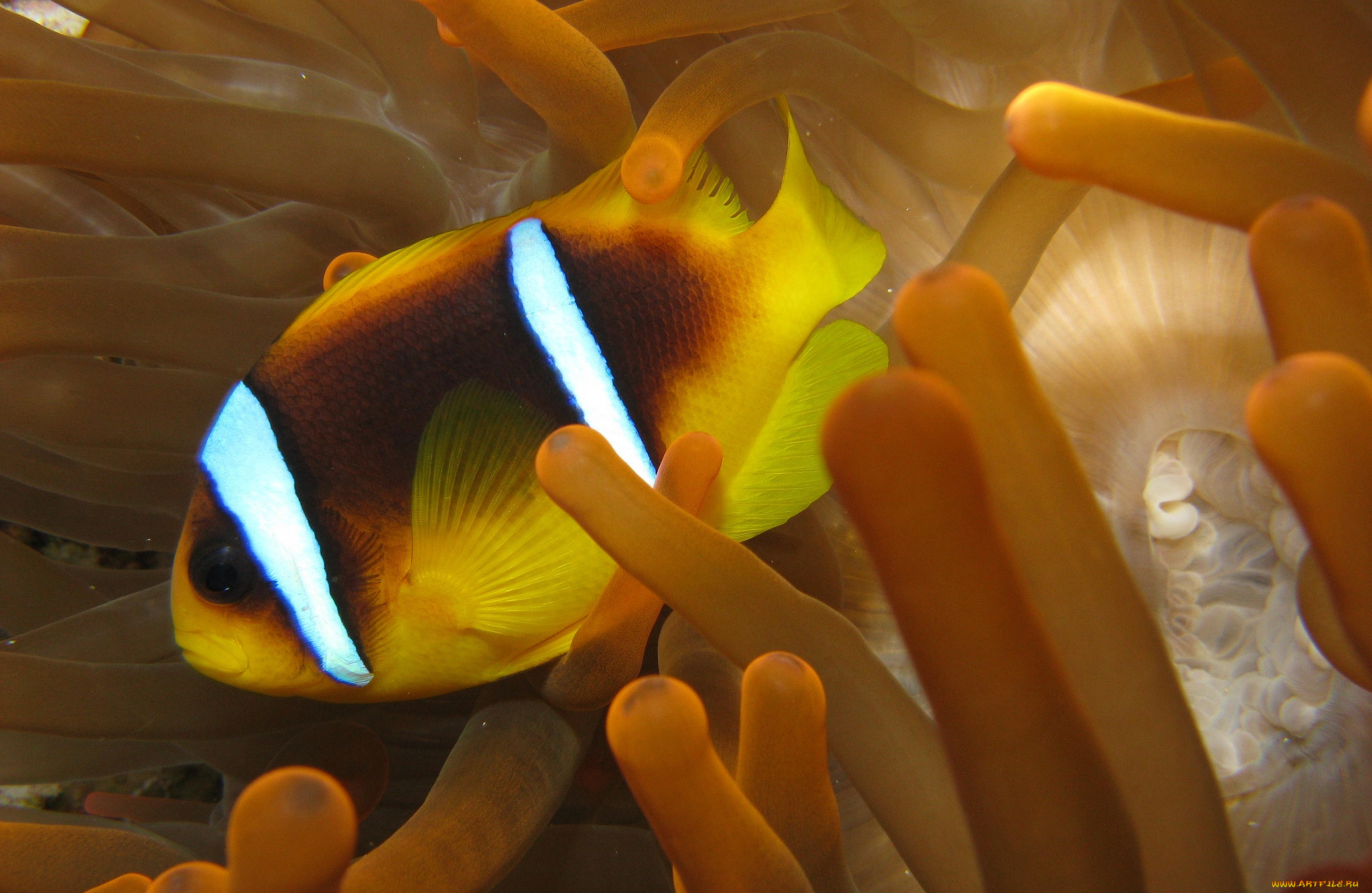 животные, рыбы, яркий, плавники