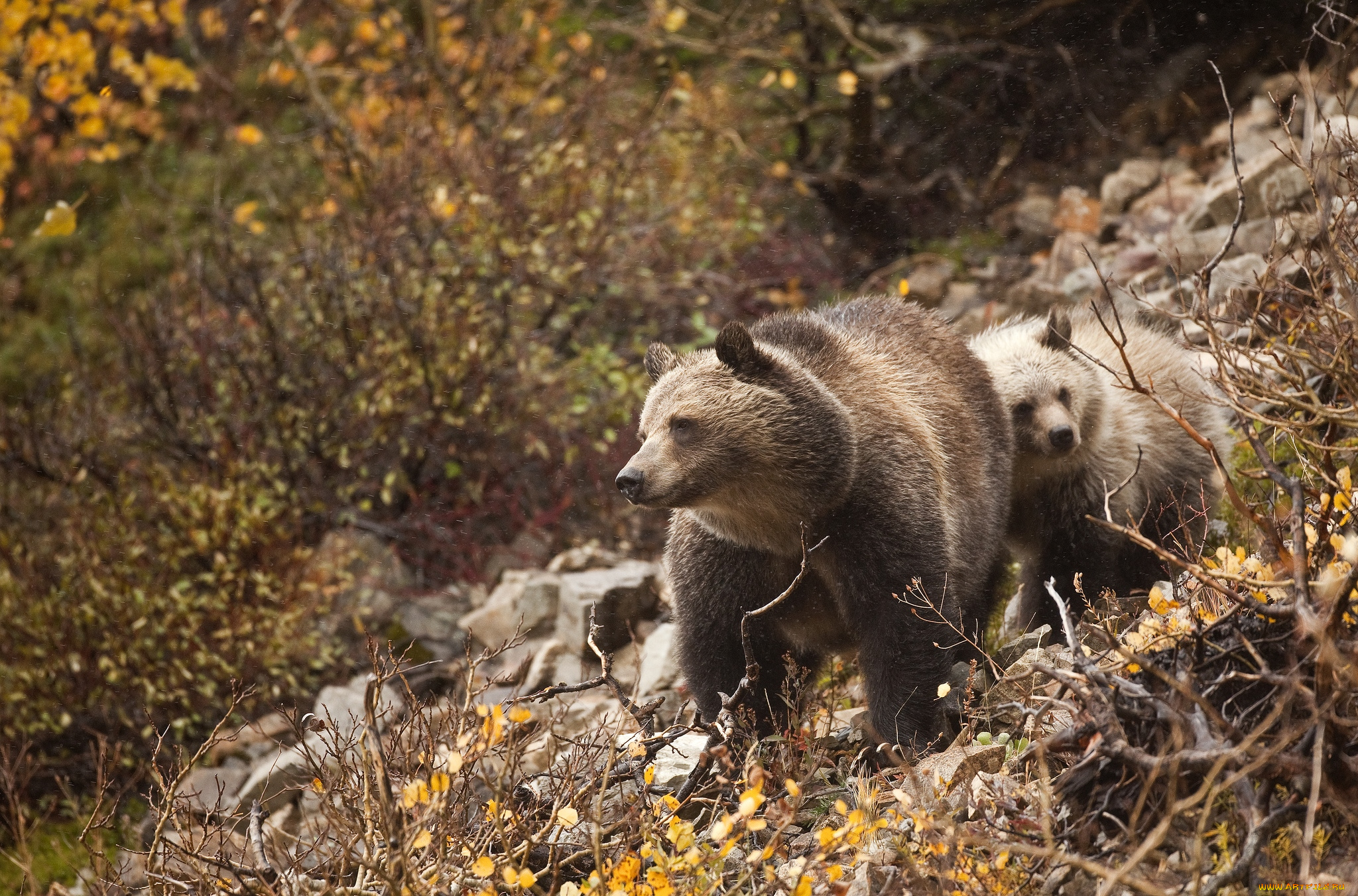 животные, медведи, бурый, малыш, мама