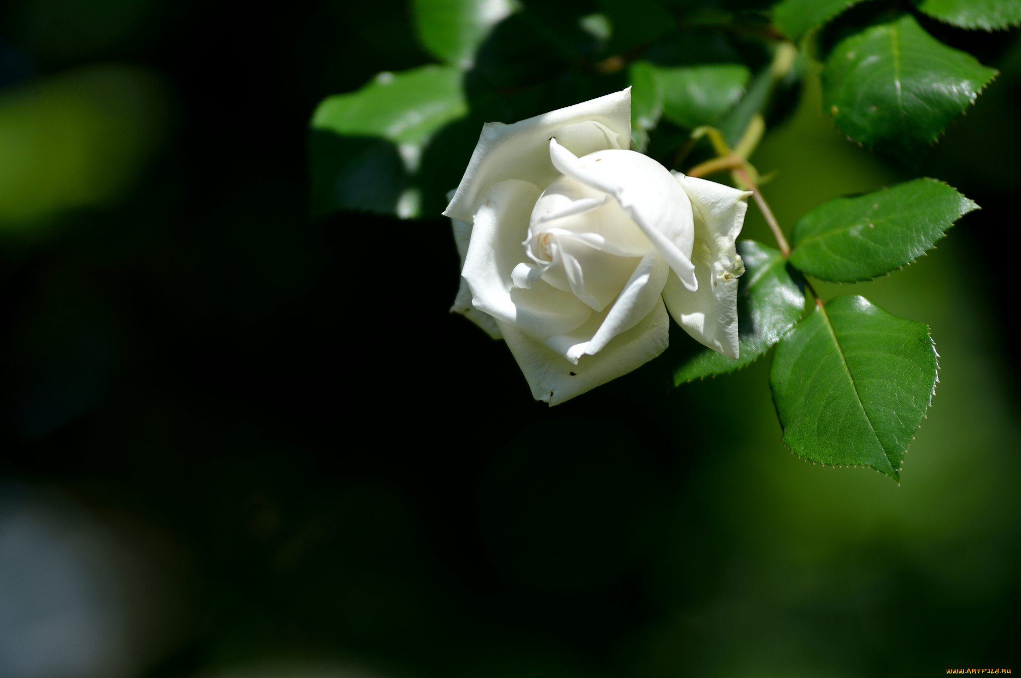 цветы, розы, белая, роза