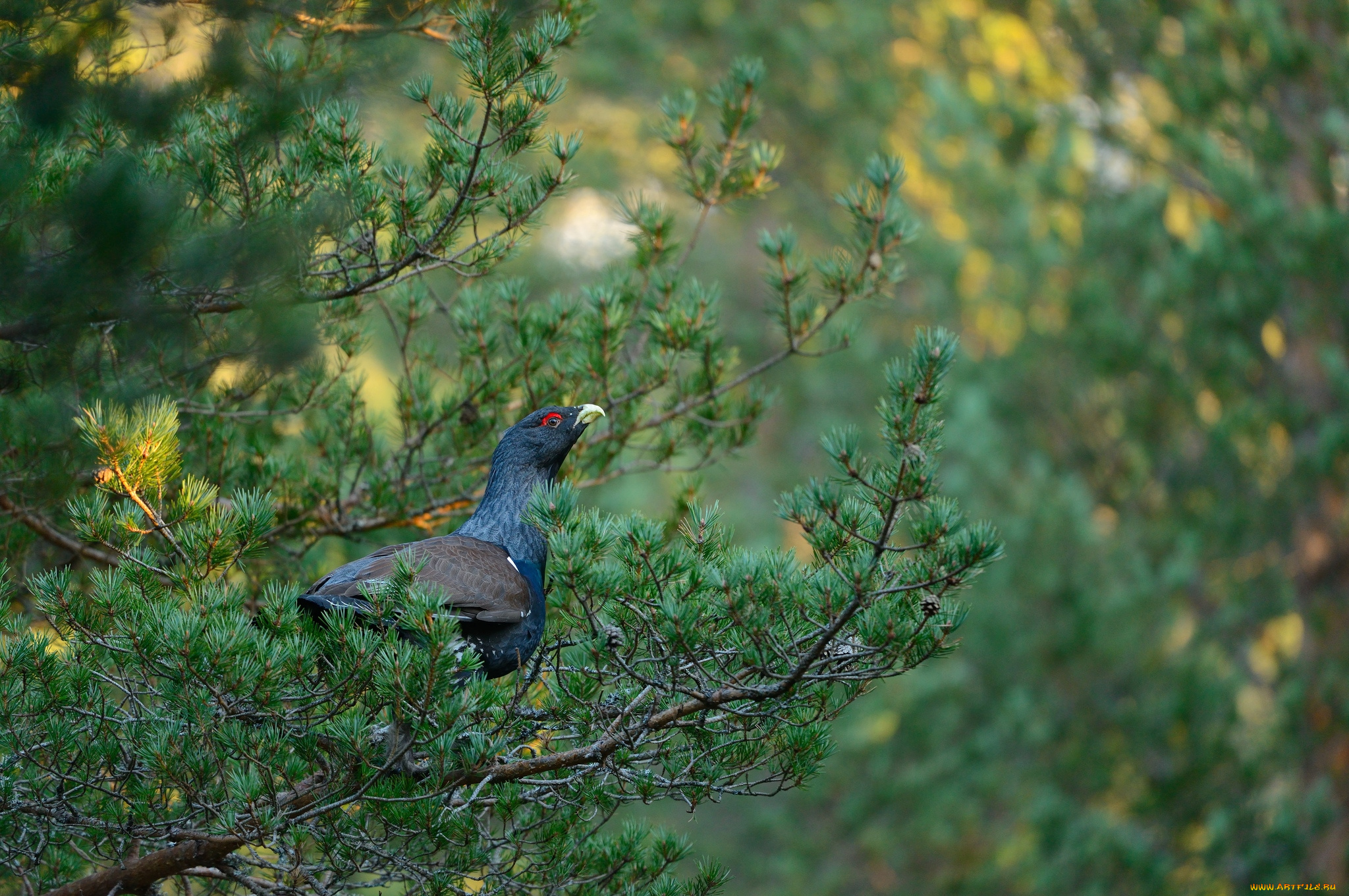 животные, глухари, тетерева, фазаны, тетерев, деревья