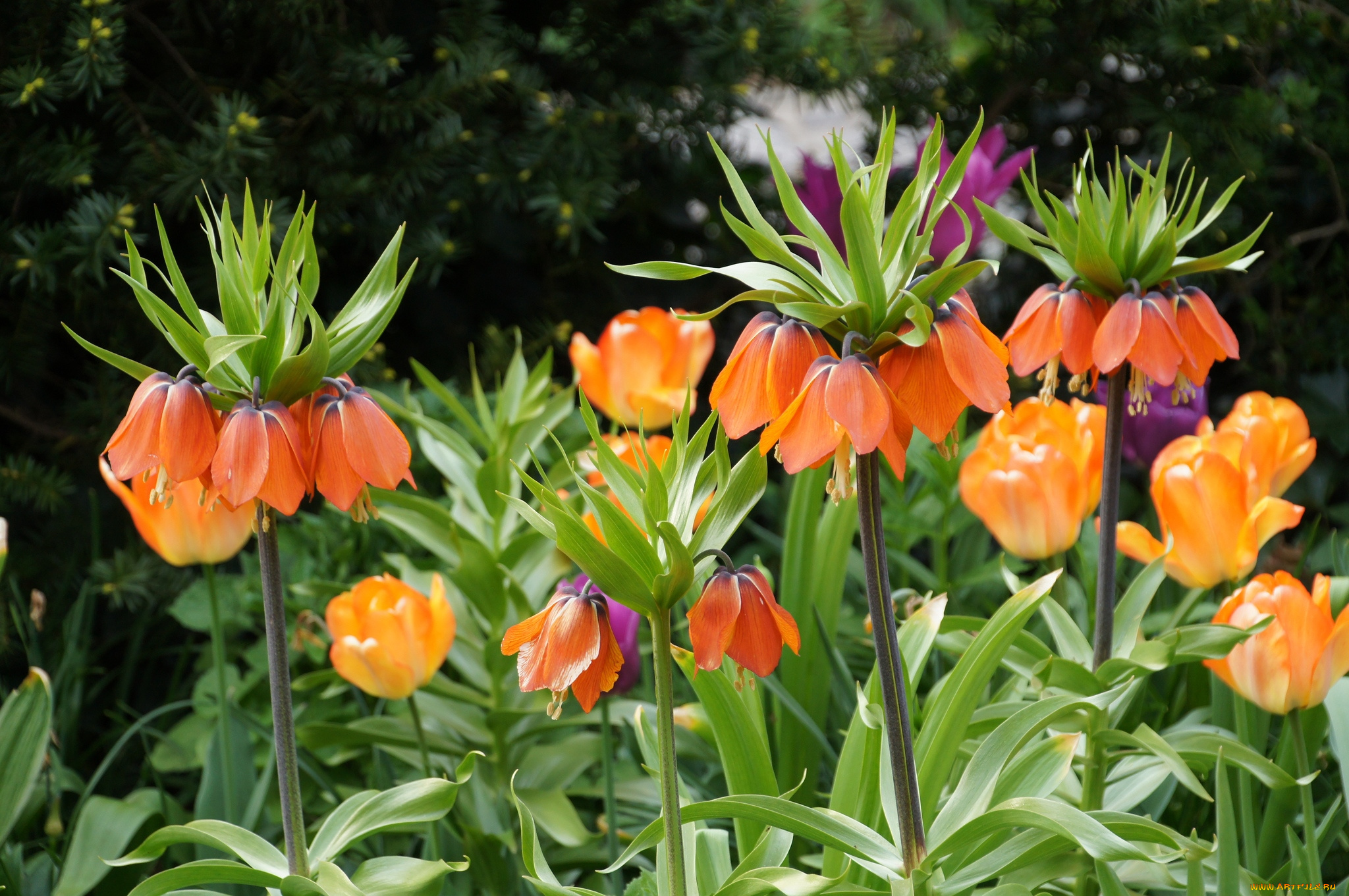 цветы, рябчики, рябчик, оранжевый