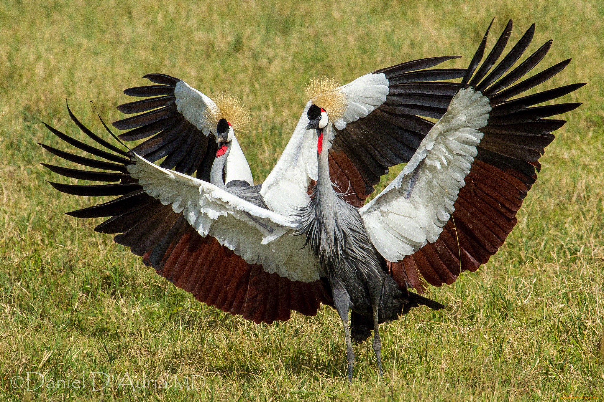 животные, журавли, венценосные, крылья, танец, ухаживание
