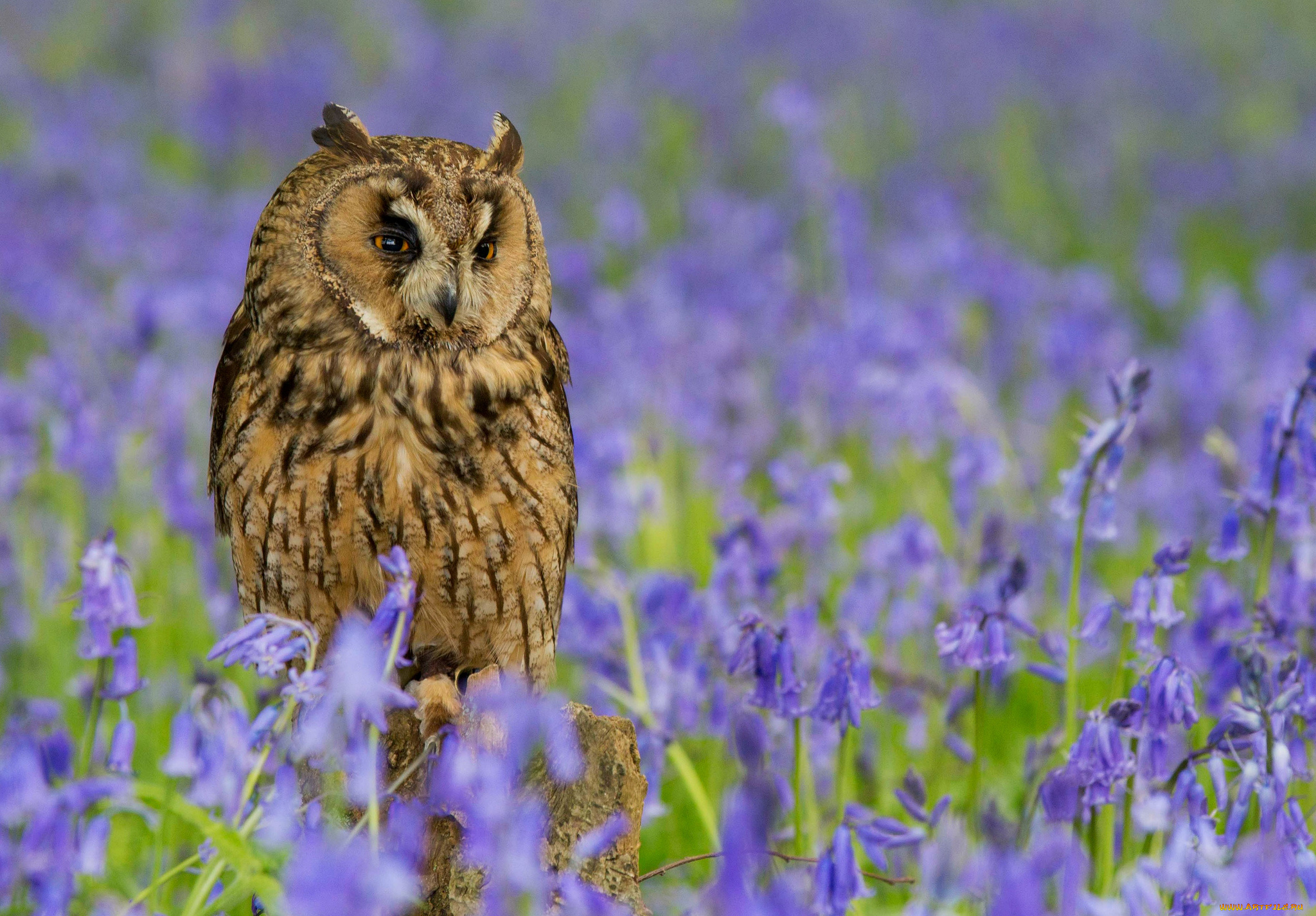 животные, совы, перья, колокольчики
