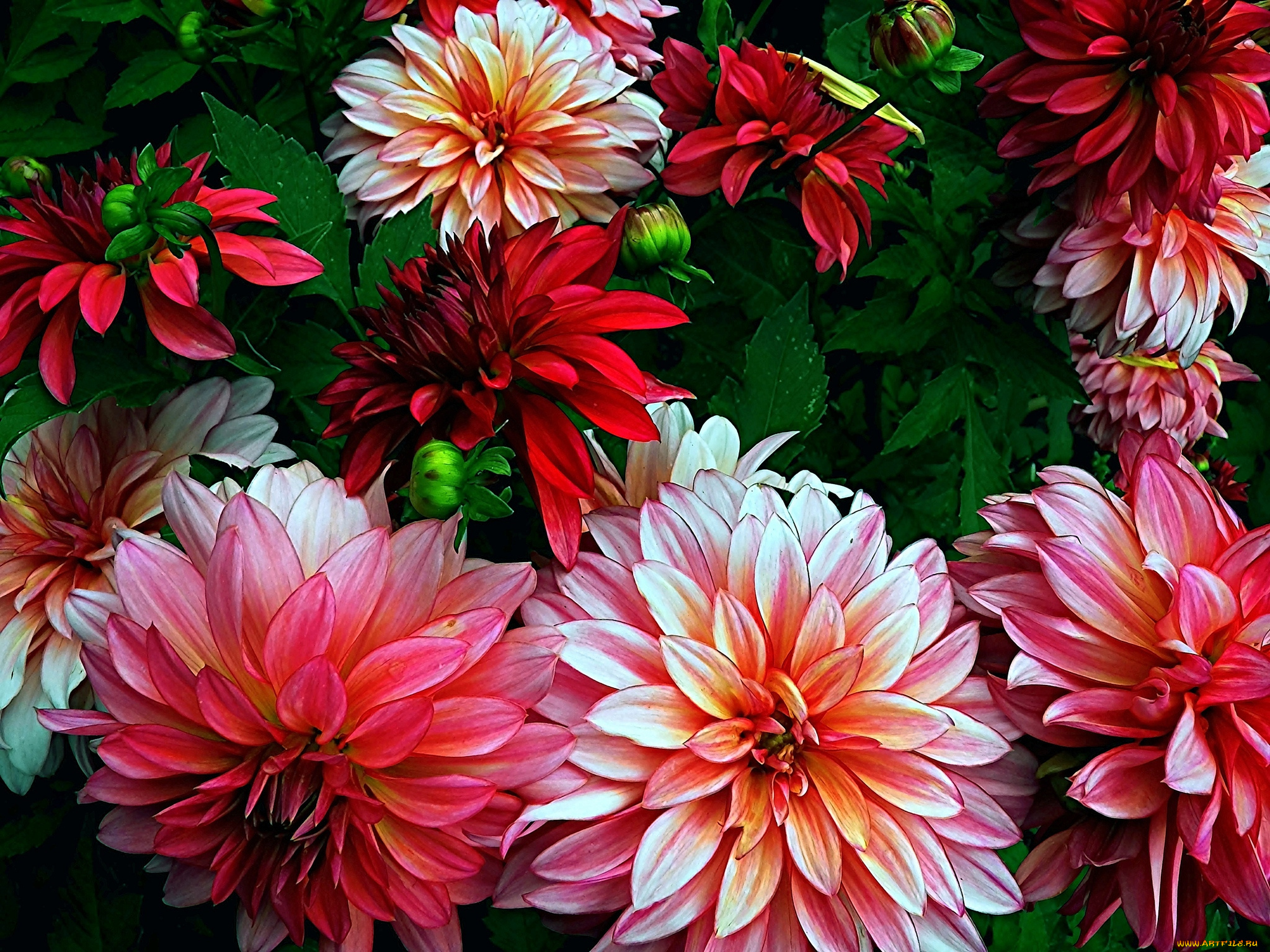 цветы, георгины, лепестки