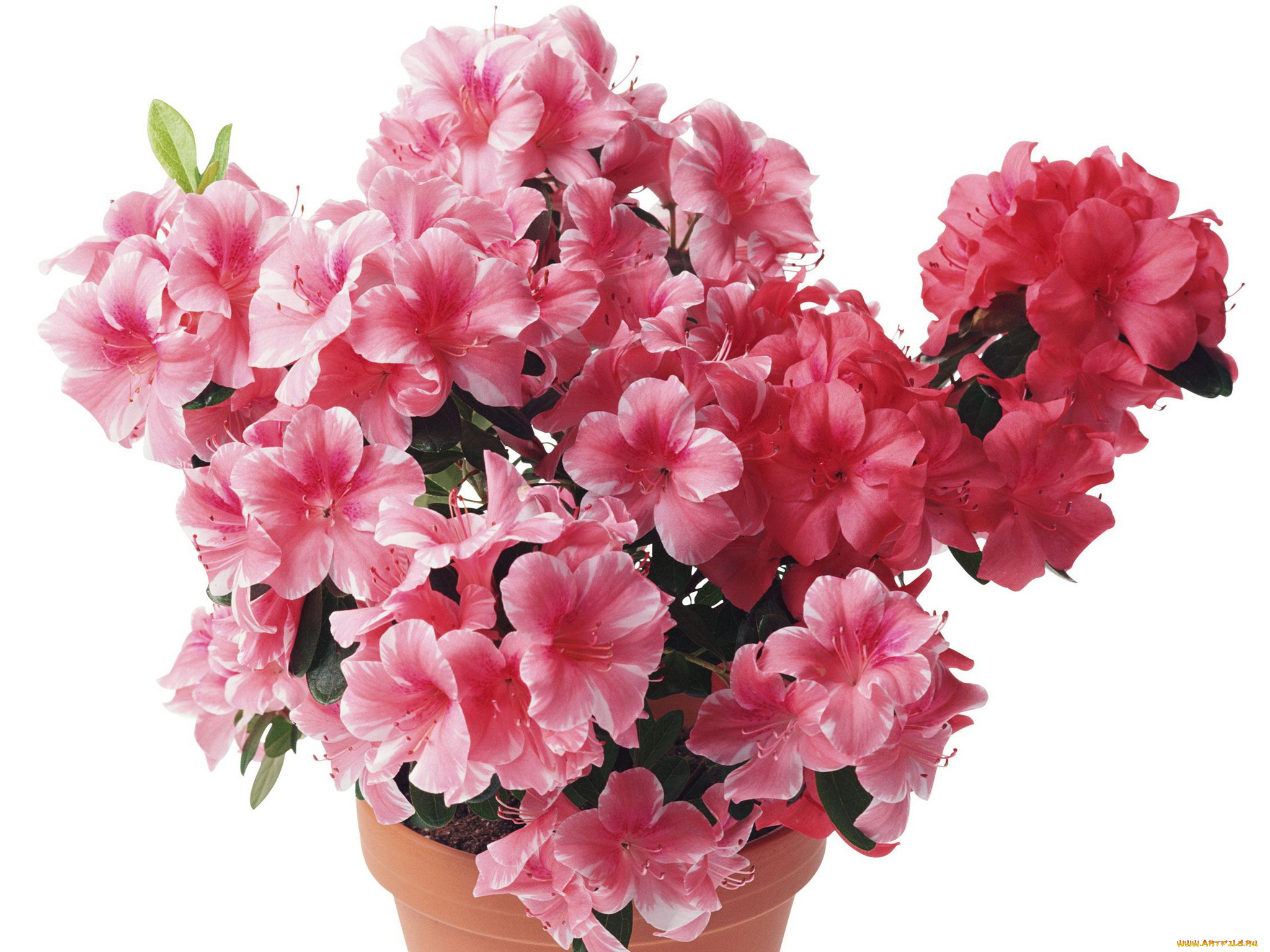 цветы, рододендроны, азалии, азалия