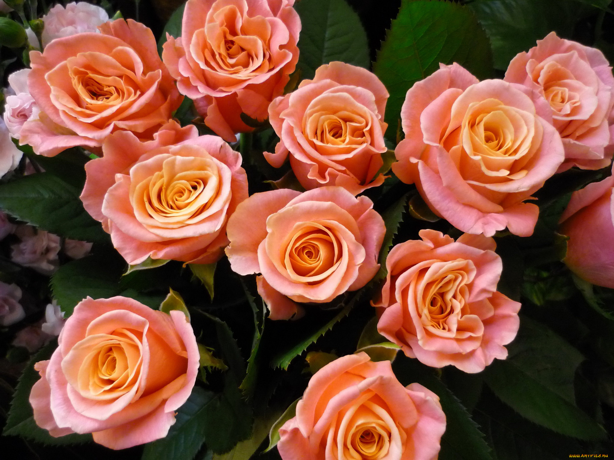 цветы, розы
