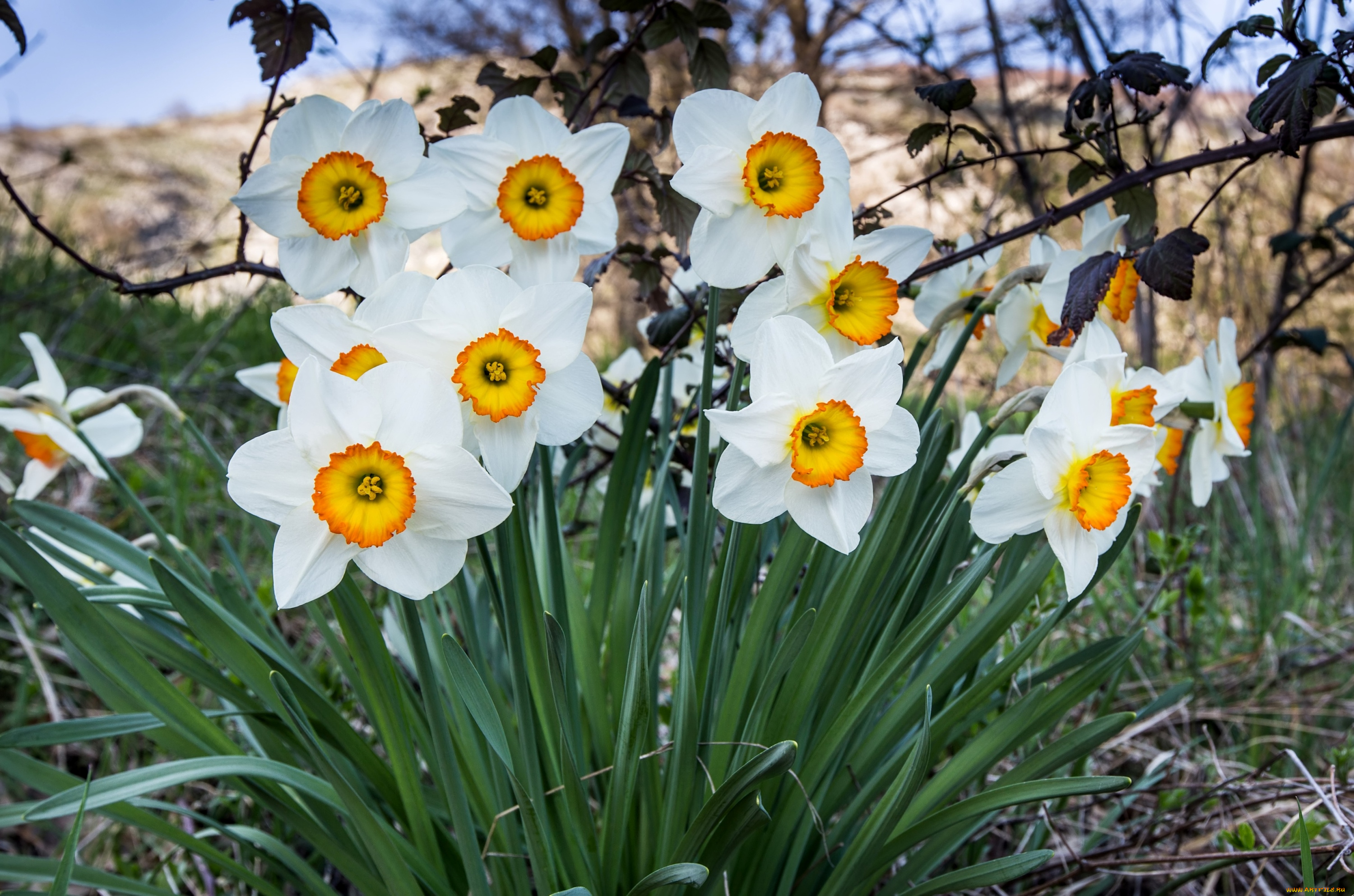 цветы, нарциссы, куст