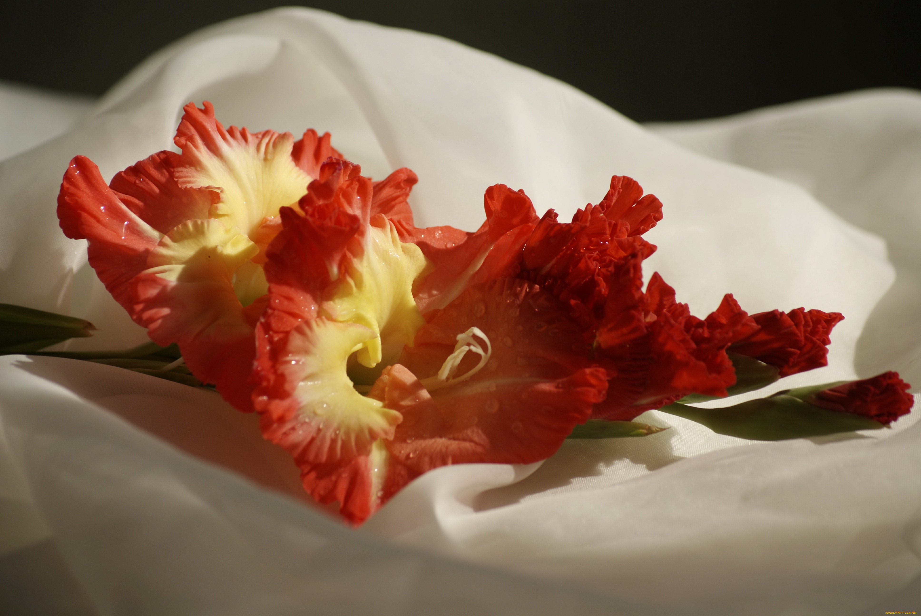 цветы, гладиолусы, гладиолус