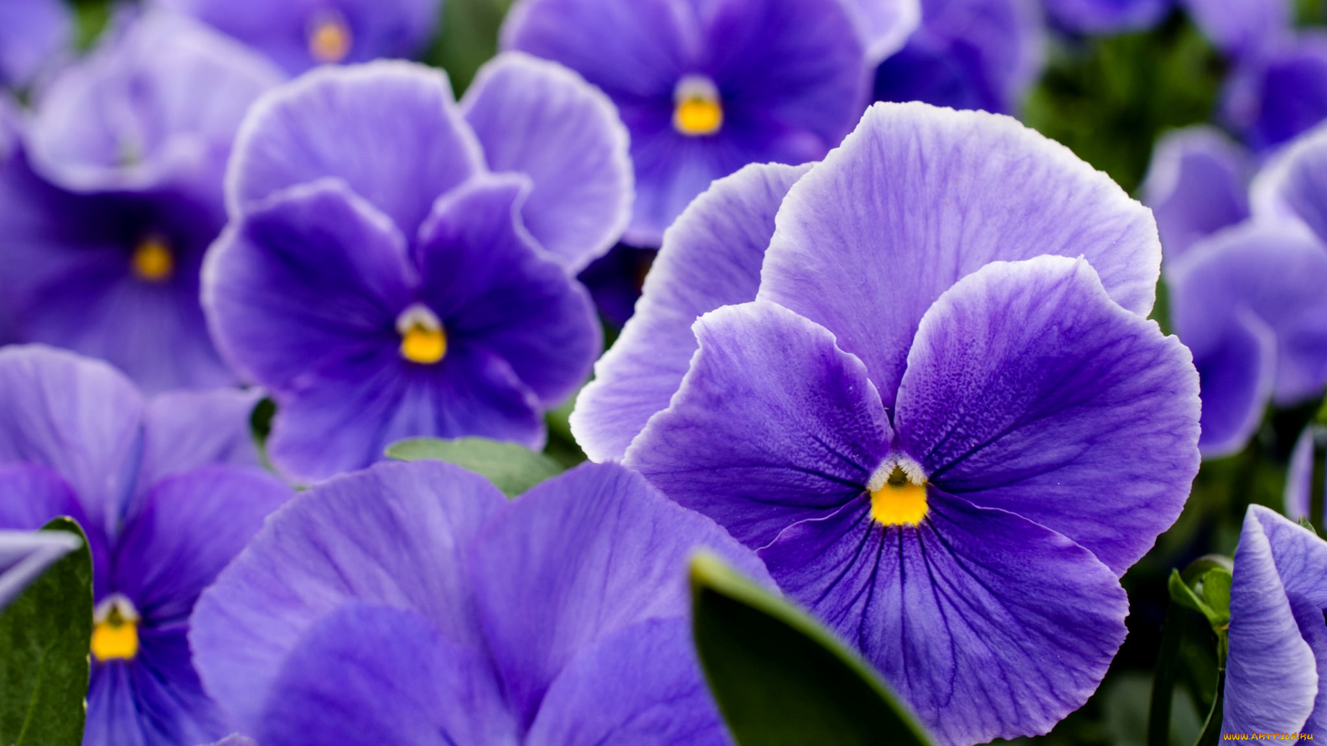 цветы, анютины, глазки, , садовые, фиалки, фиолетовый