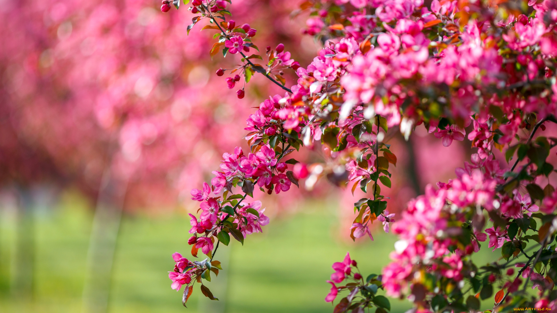 цветы, цветущие, деревья, , , кустарники, весна