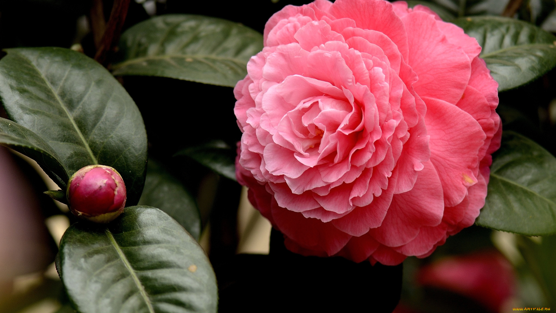 цветы, камелии, макро