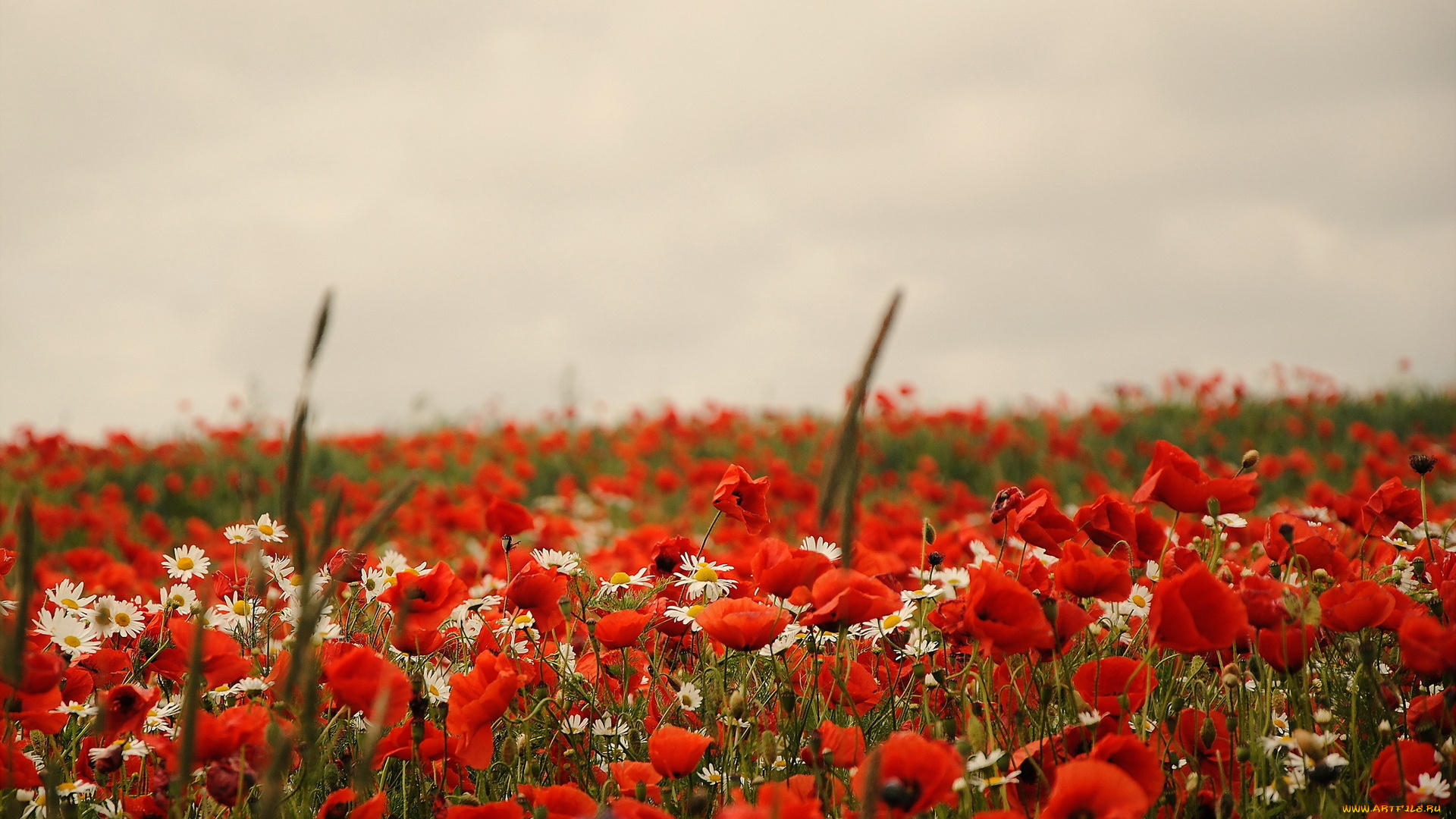 цветы, луговые, , полевые, , цветы, ромашки, маки