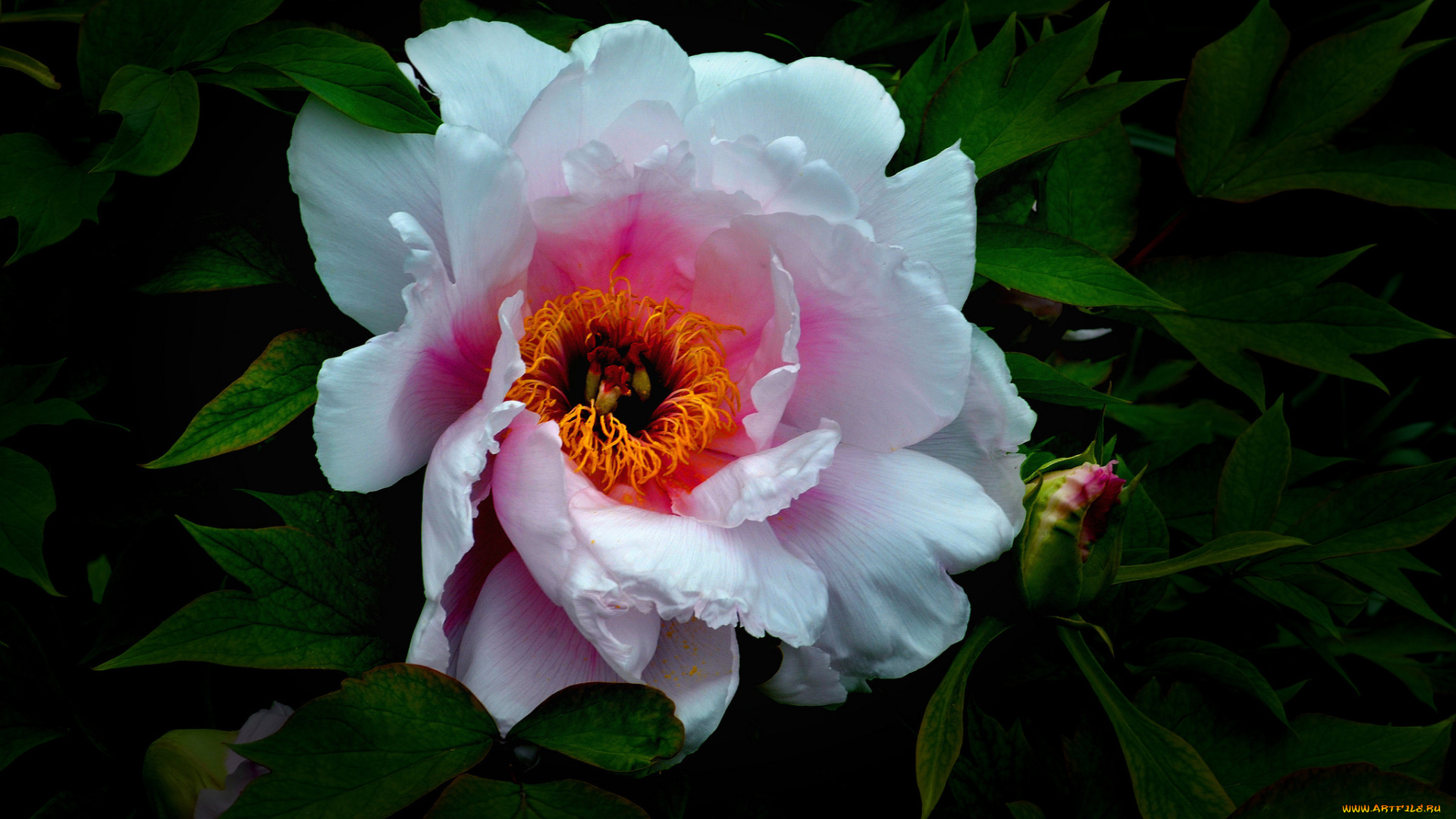 цветы, пионы, макро