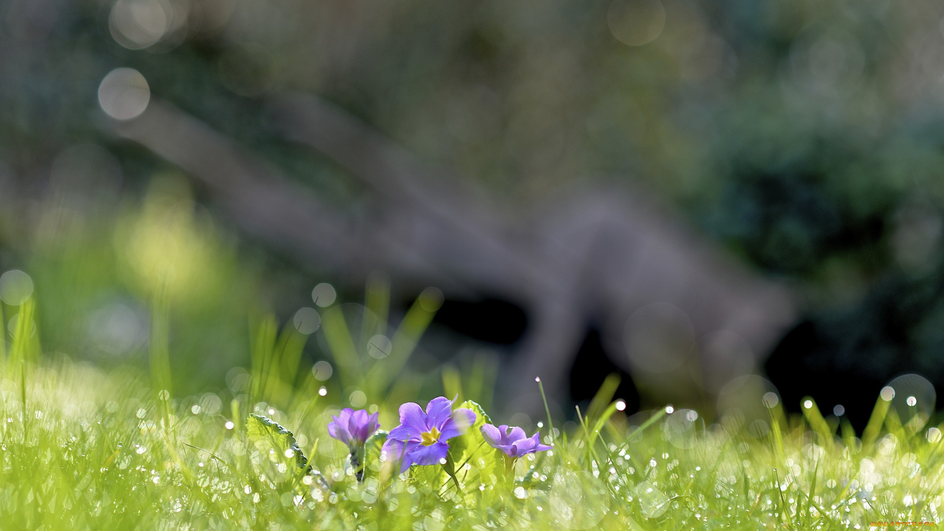 цветы, примулы, весна, блики, сиреневые, трава, капли, роса