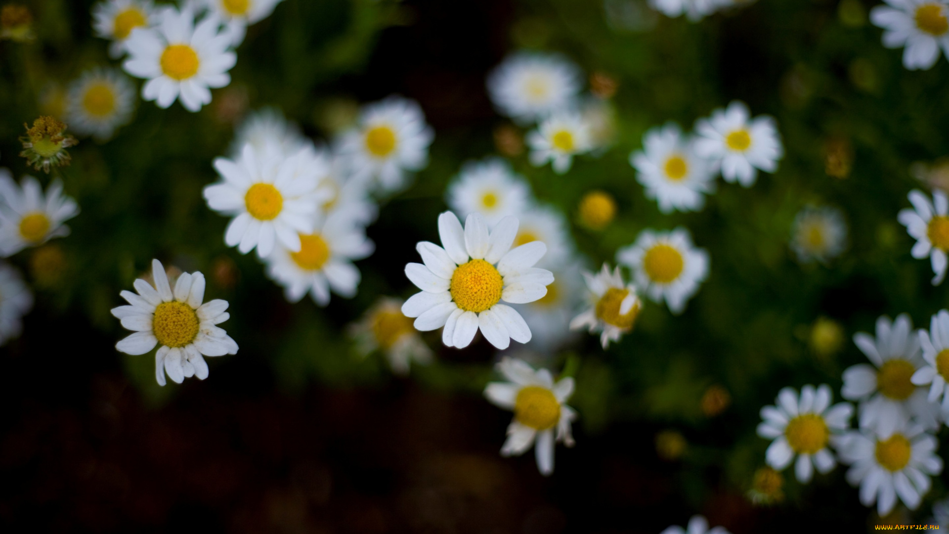 цветы, ромашки, белый, желтый, цветочки