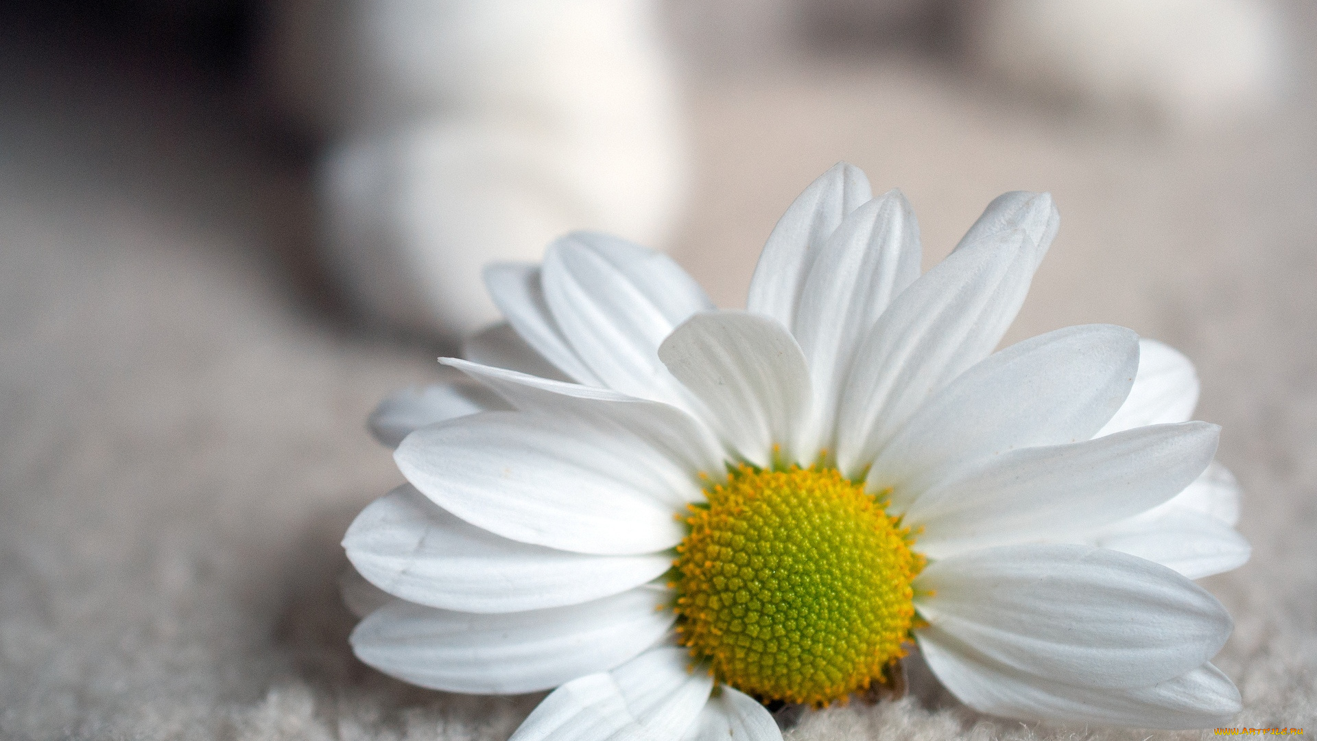 цветы, ромашки, белый, желтый, ромашка, цветочек