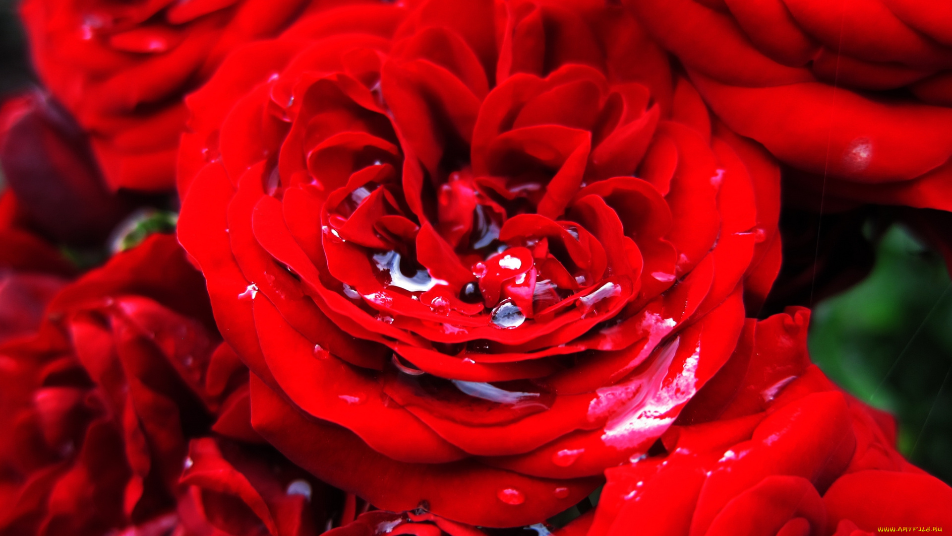 цветы, розы, макро, красный