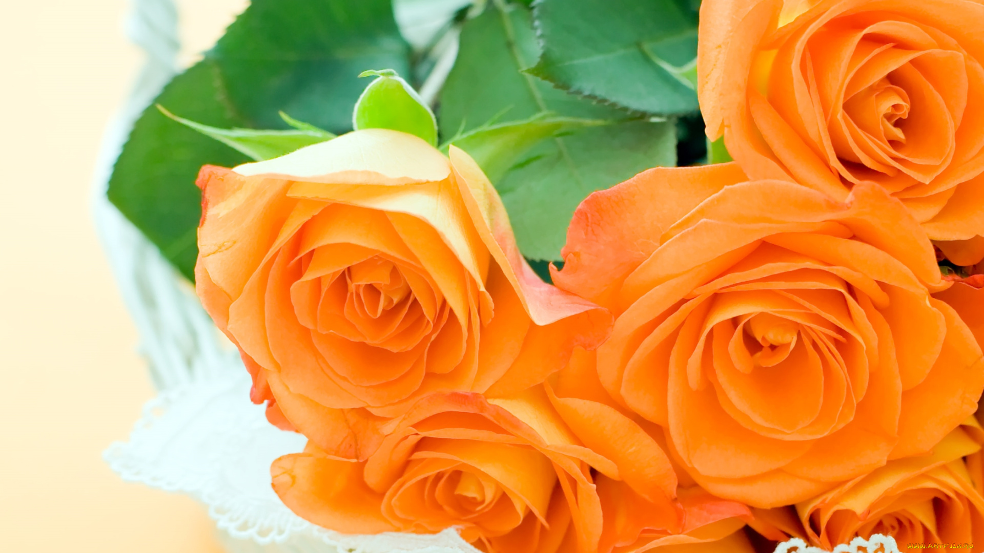 цветы, розы, оранжевый