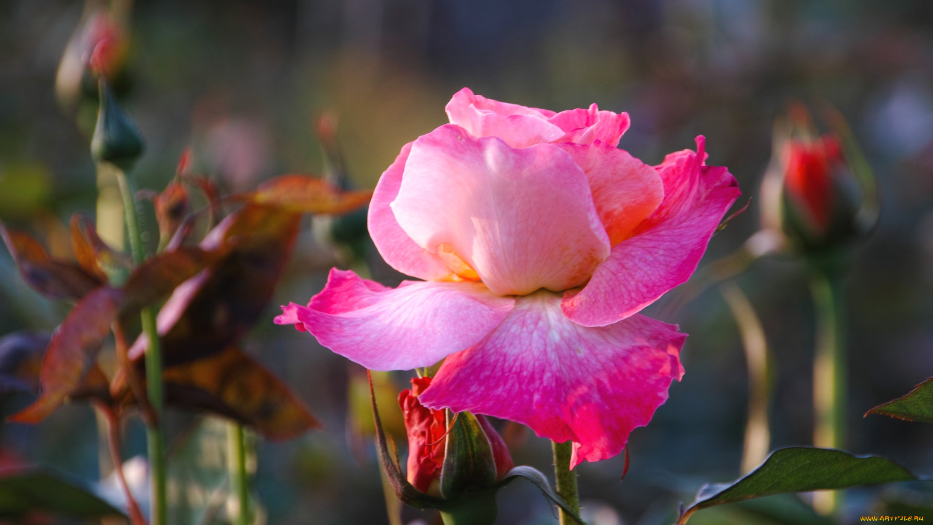 цветы, розы, розовый