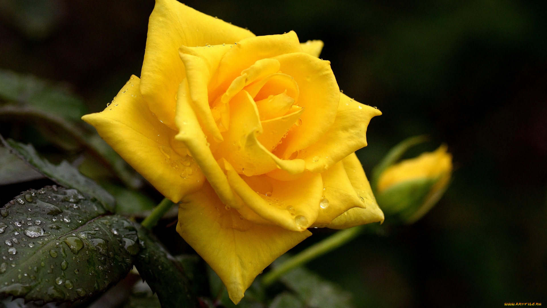 цветы, розы, желтый