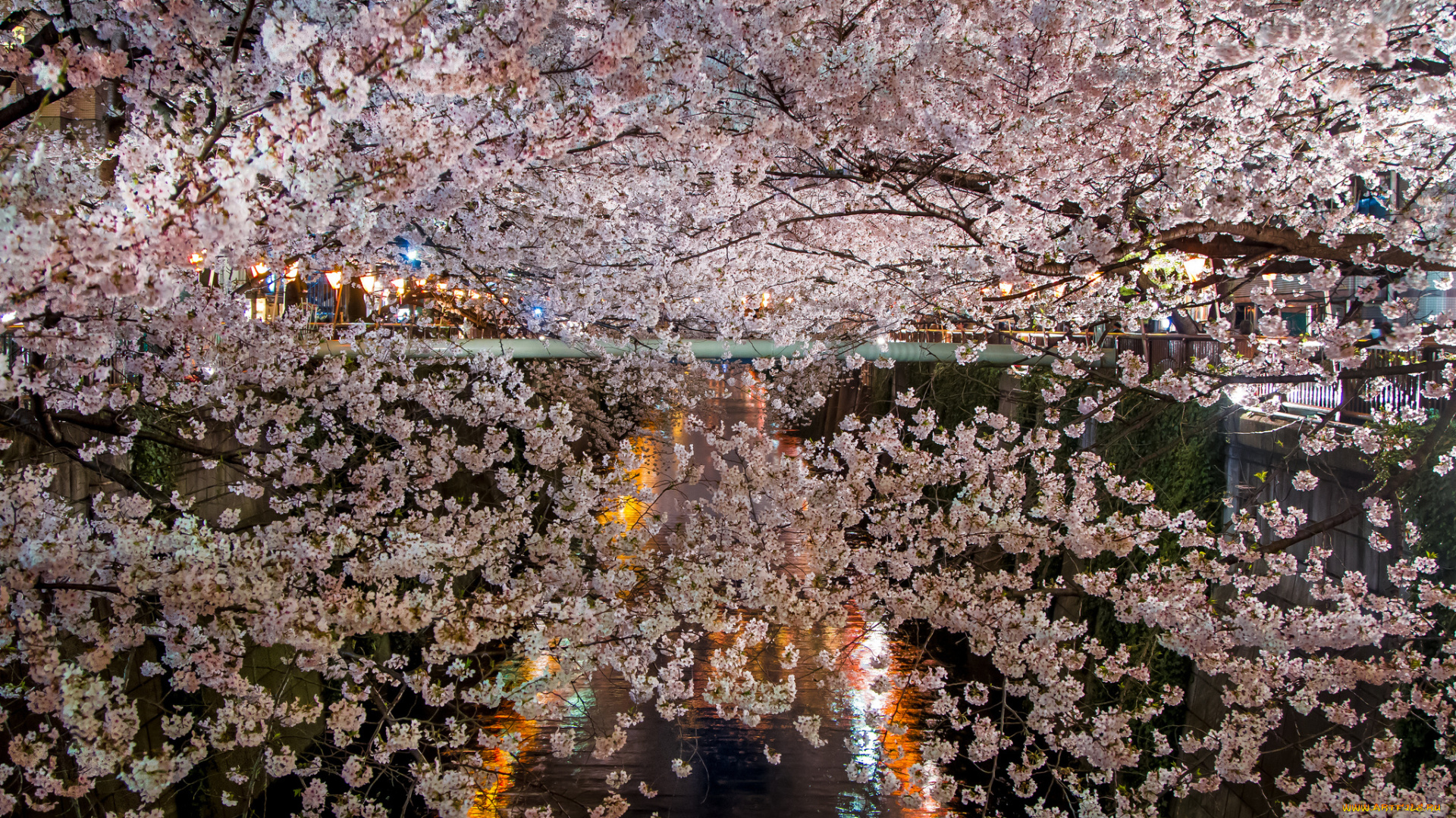 цветы, сакура, , вишня, озеро, освещение, ветки, ночь, цветение, весна