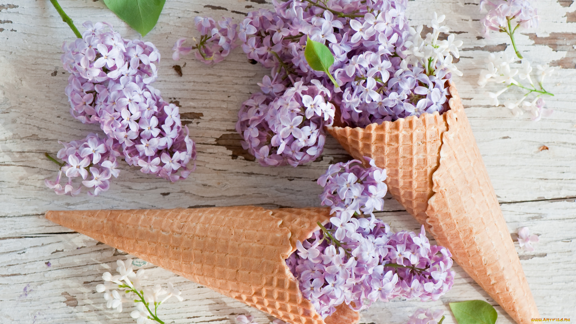 цветы, сирень, соцветия, вафельный, рожок