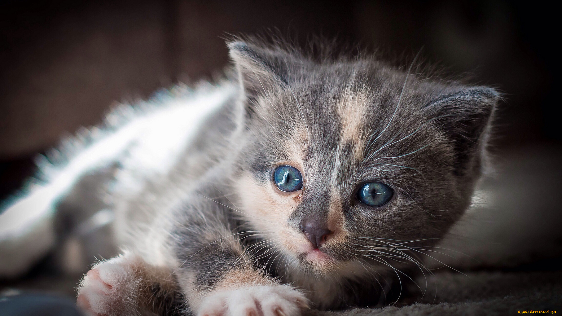 животные, коты, котенок