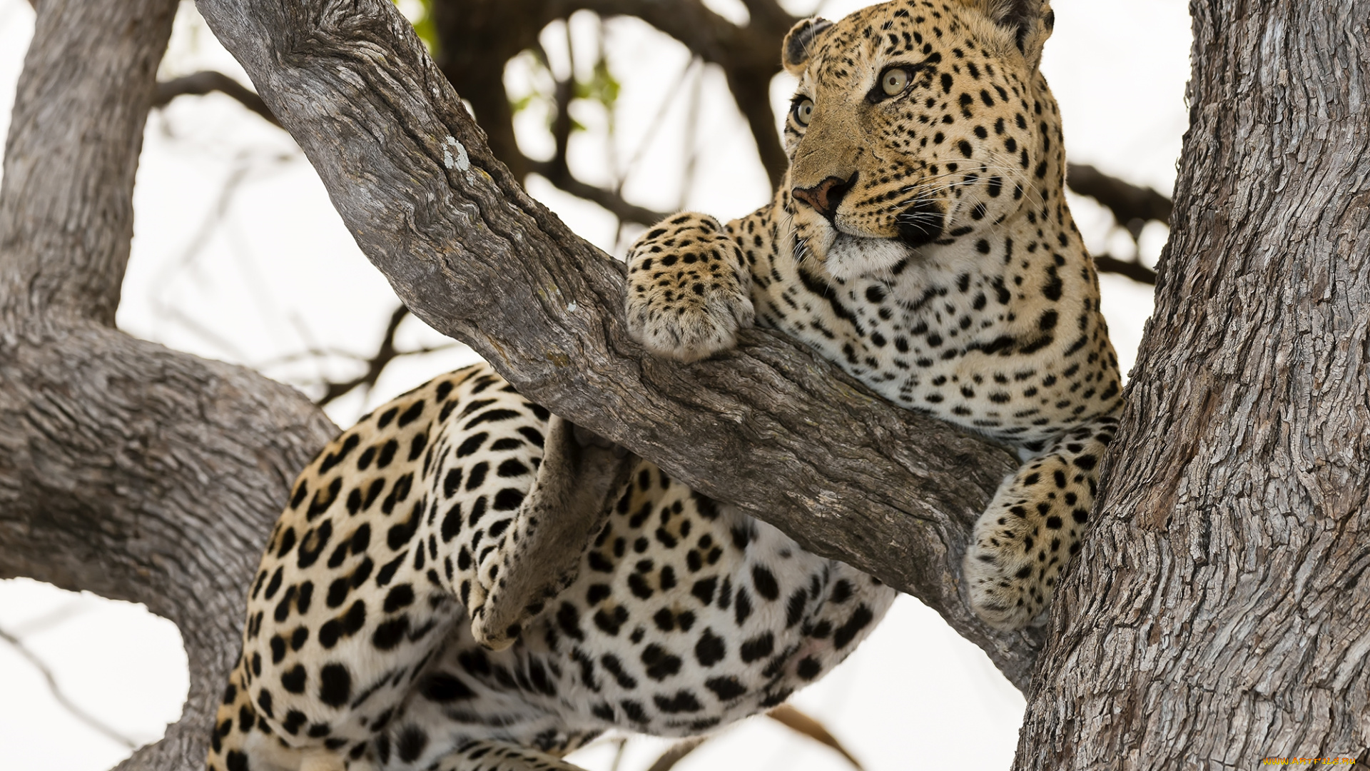 животные, леопарды, кошка