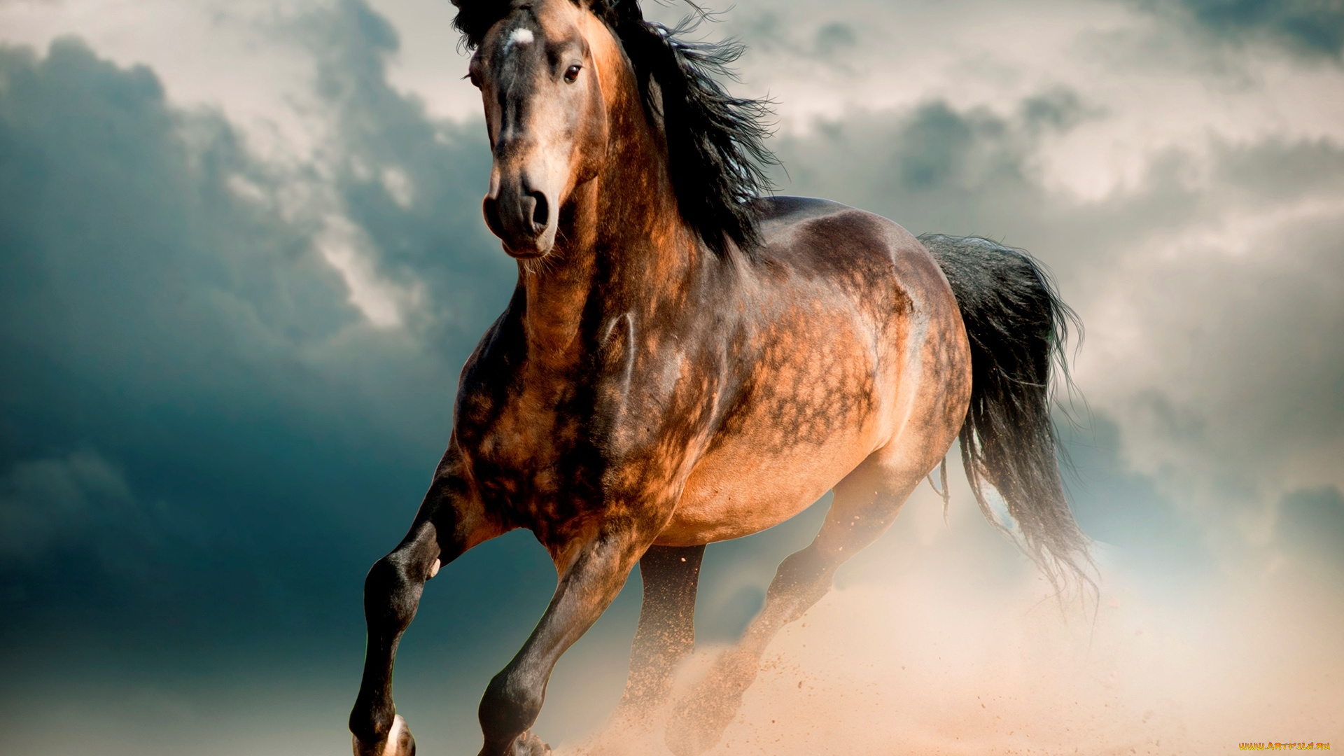 животные, лошади, галоп, пустыня, скакун, мустанг, конь