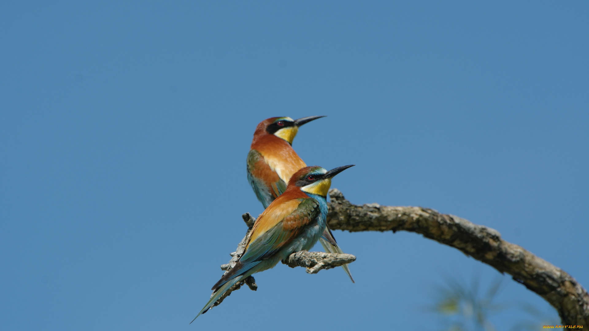 животные, щурки, , пчелоеды, яркие