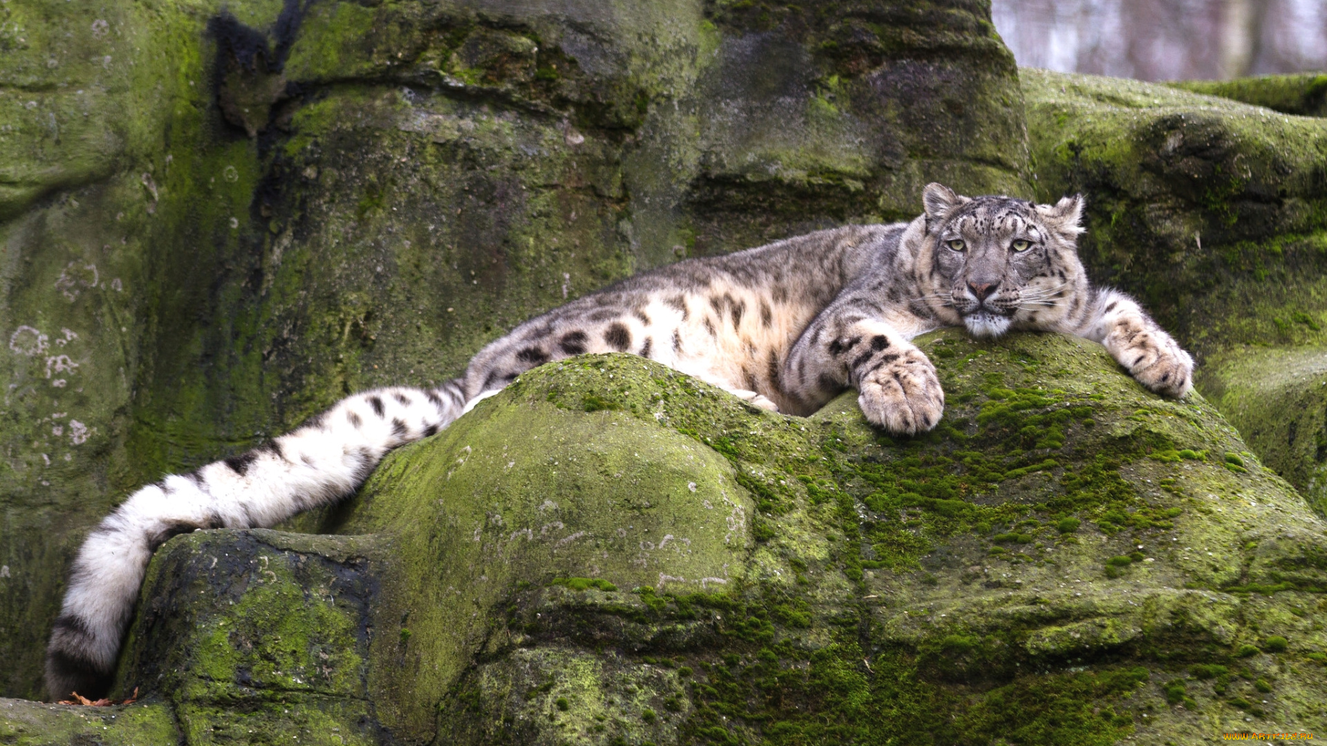 животные, снежный, барс, , ирбис, барс, отдых