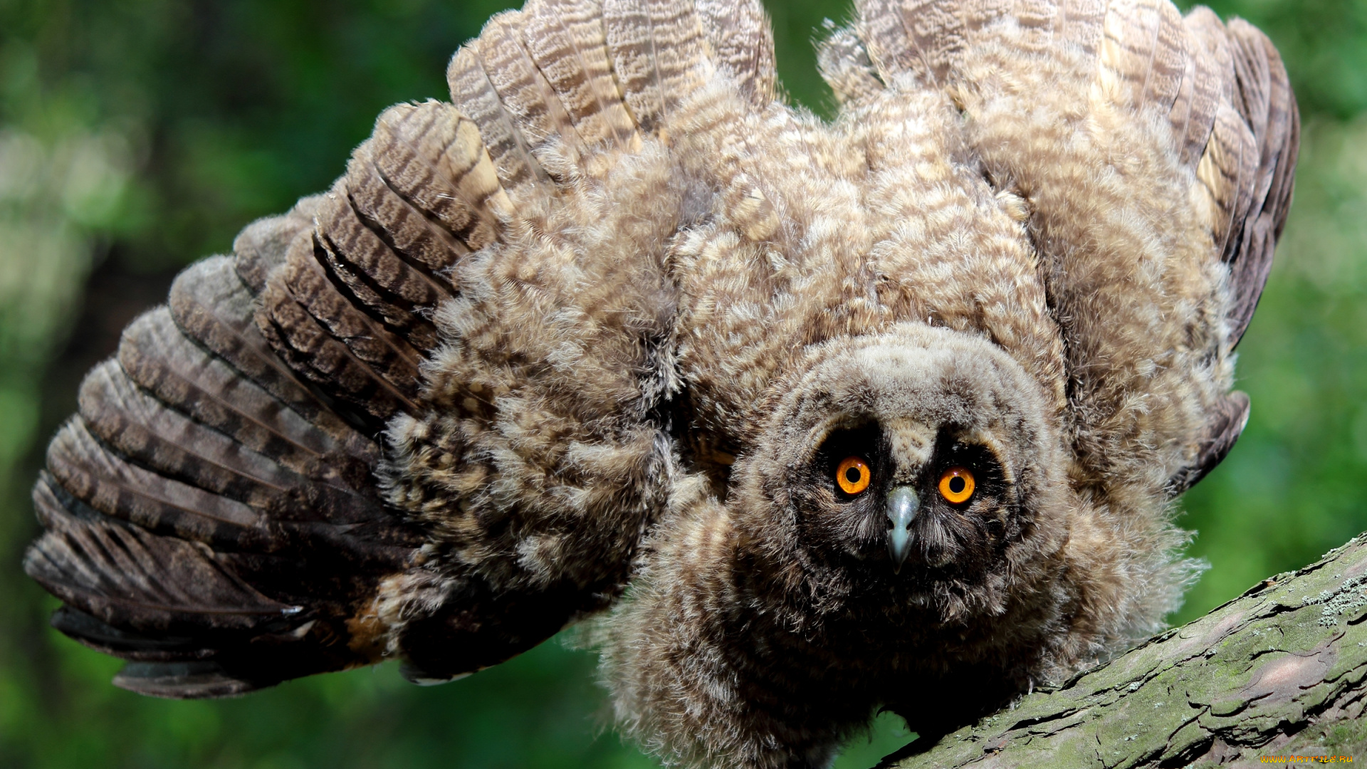 животные, совы, грозный