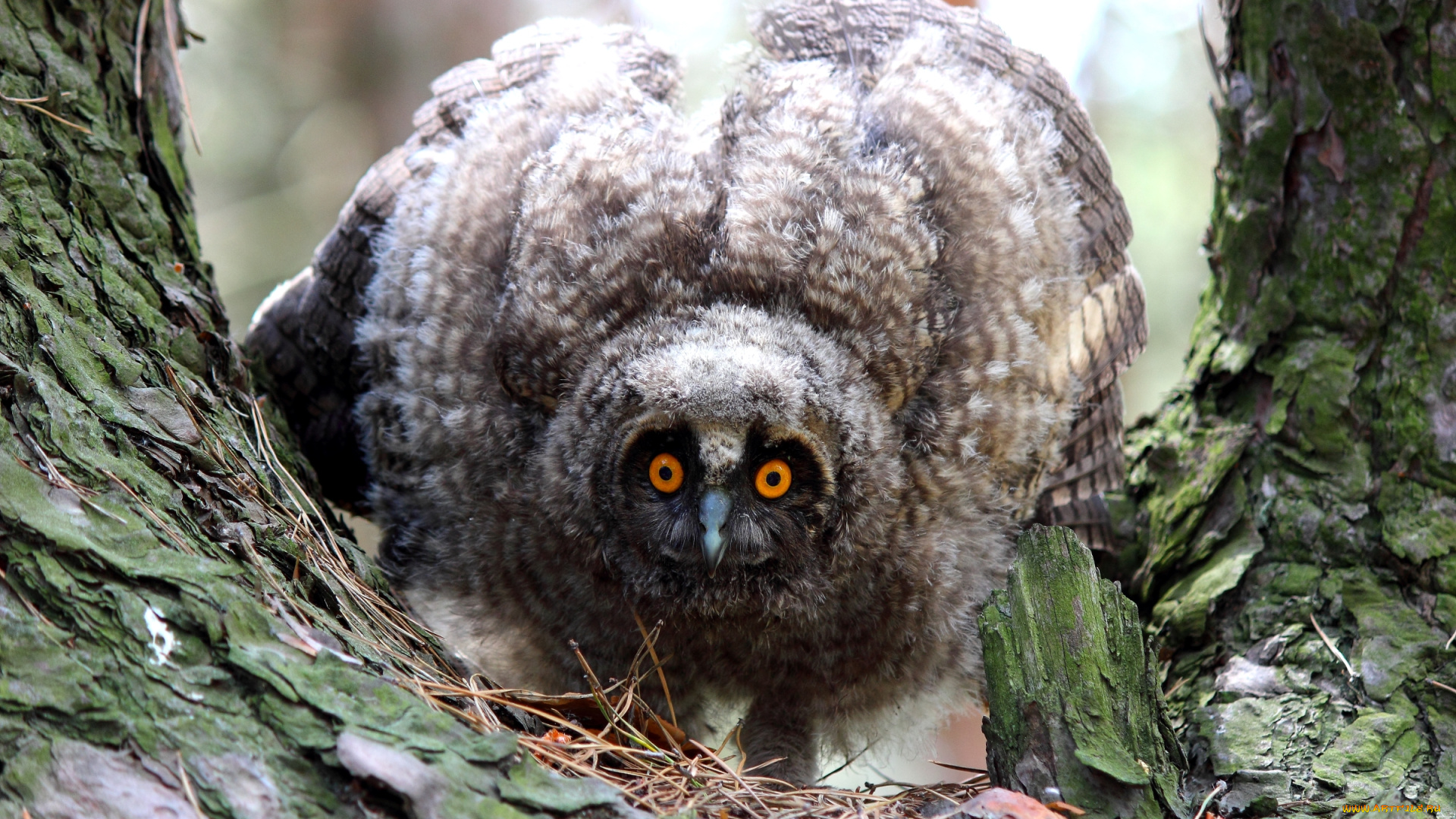 животные, совы, перья