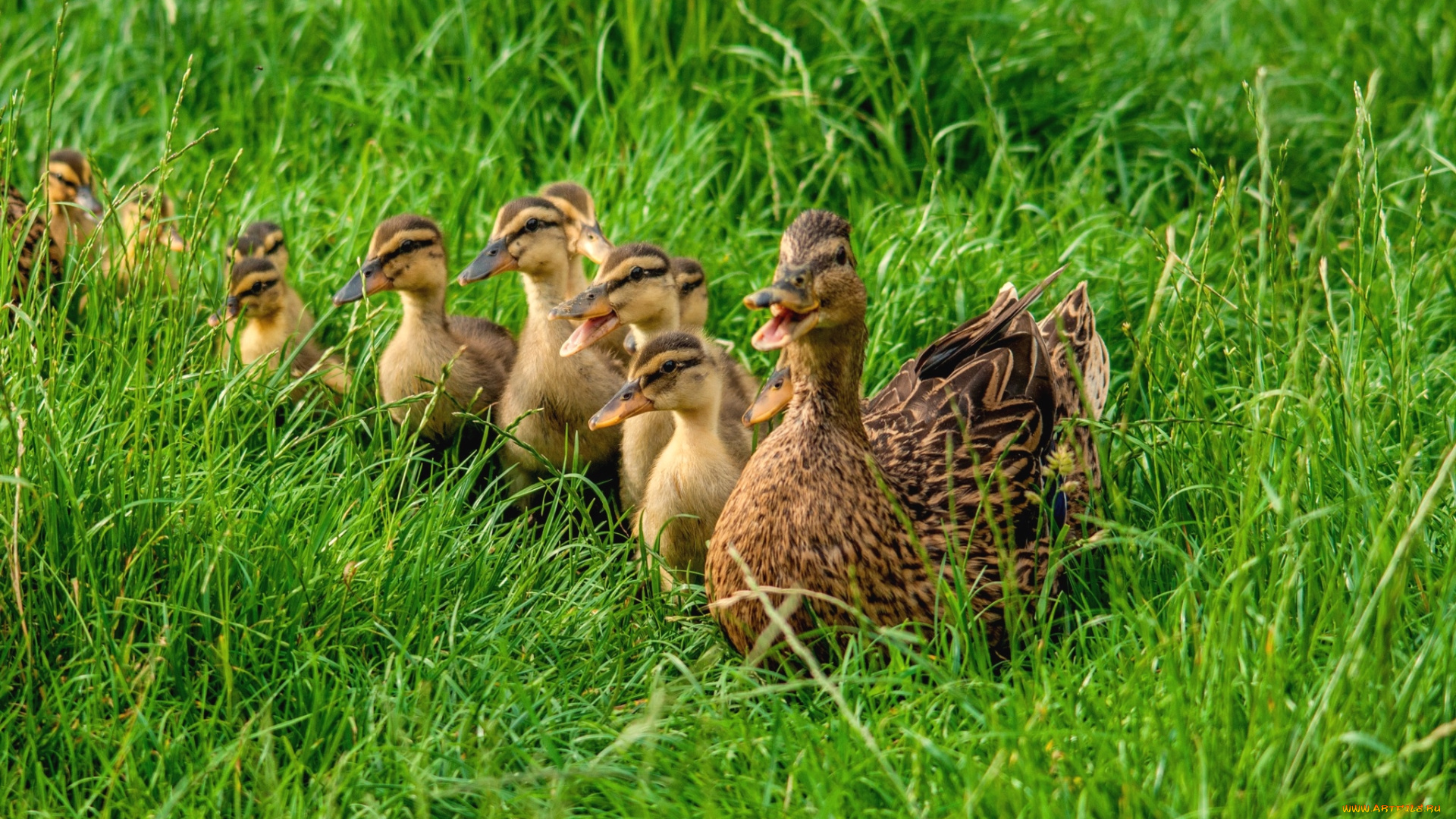 животные, утки, семья