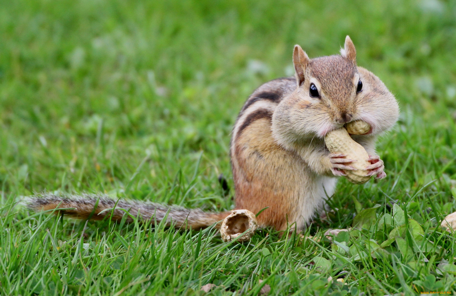 животные, бурундуки, щеки