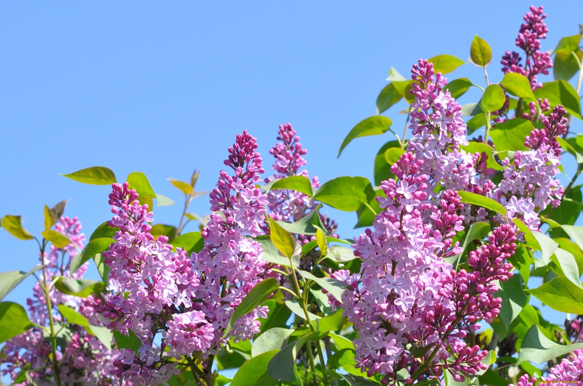 цветы, сирень, куст, весна