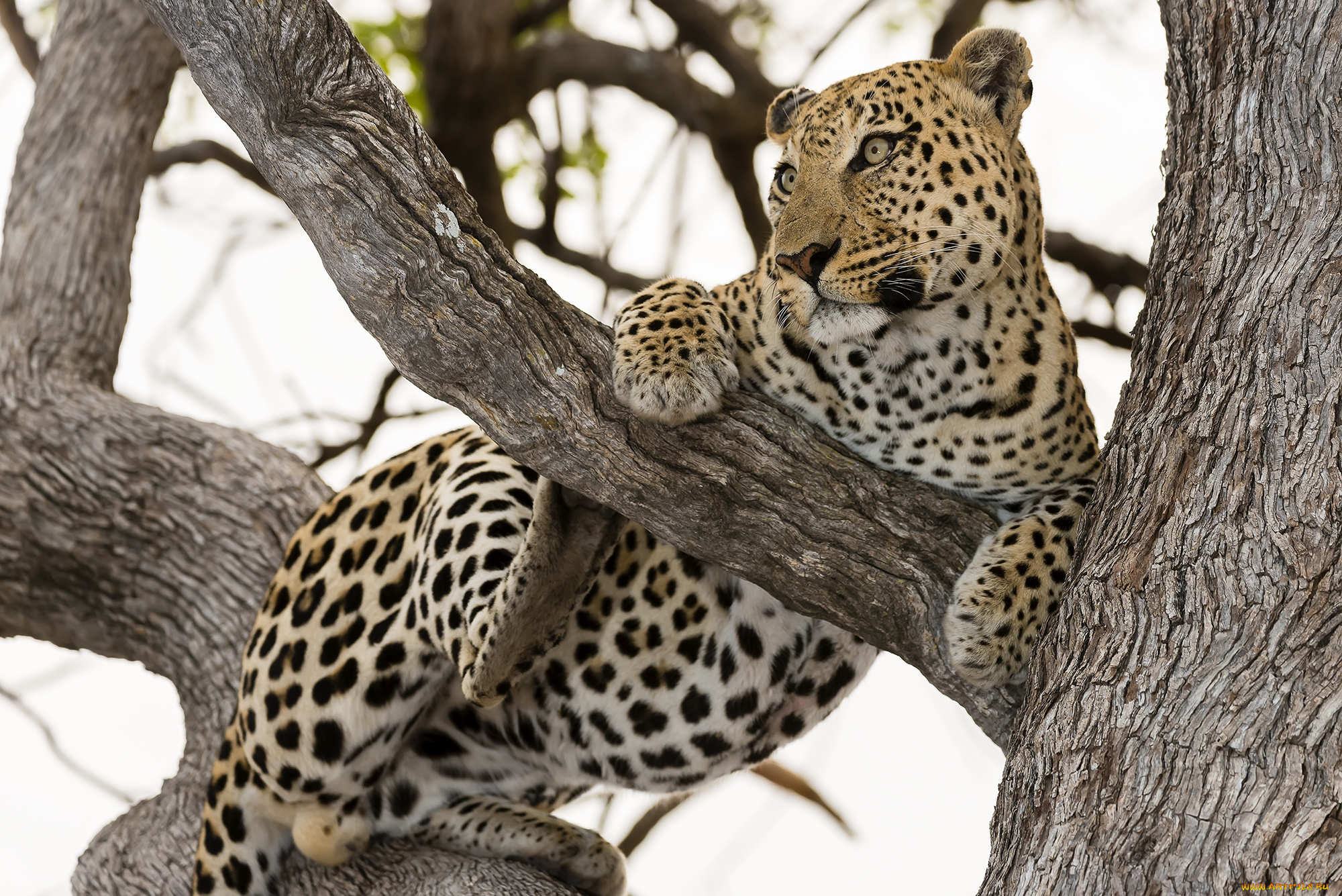 животные, леопарды, кошка