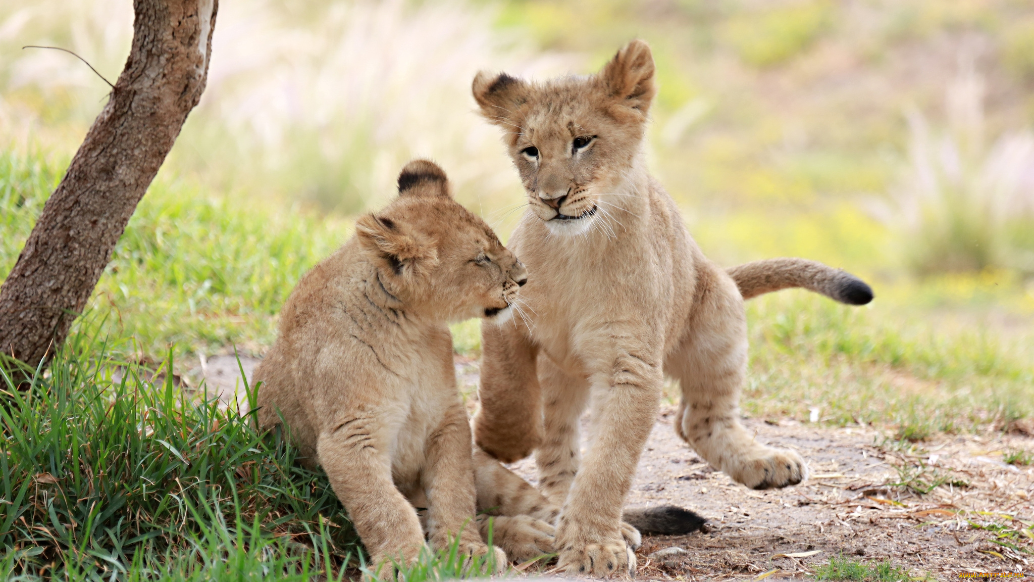 животные, львы, друзья