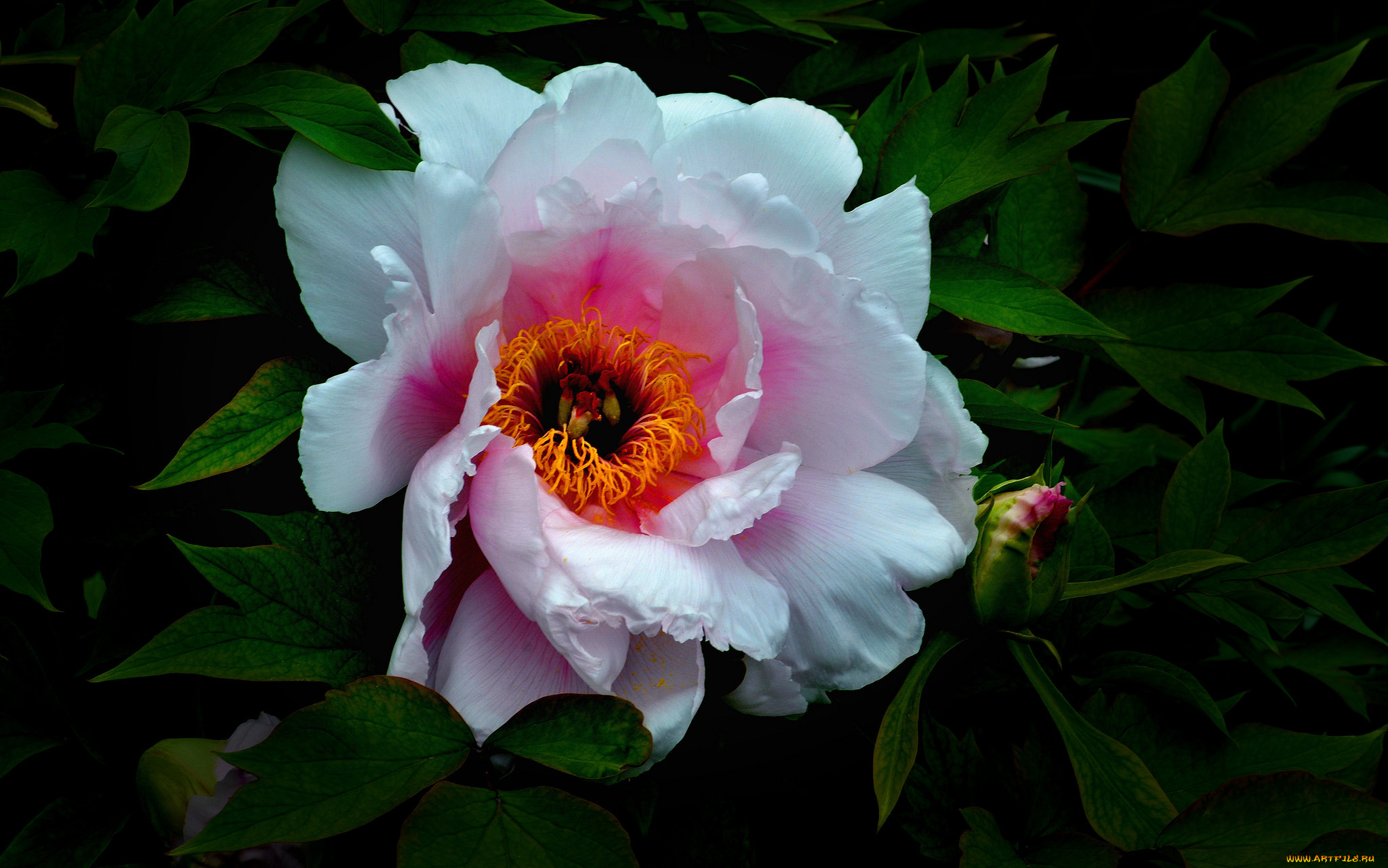 цветы, пионы, макро