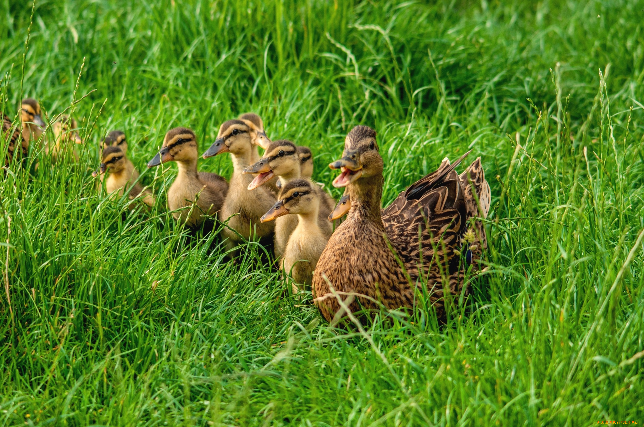животные, утки, семья
